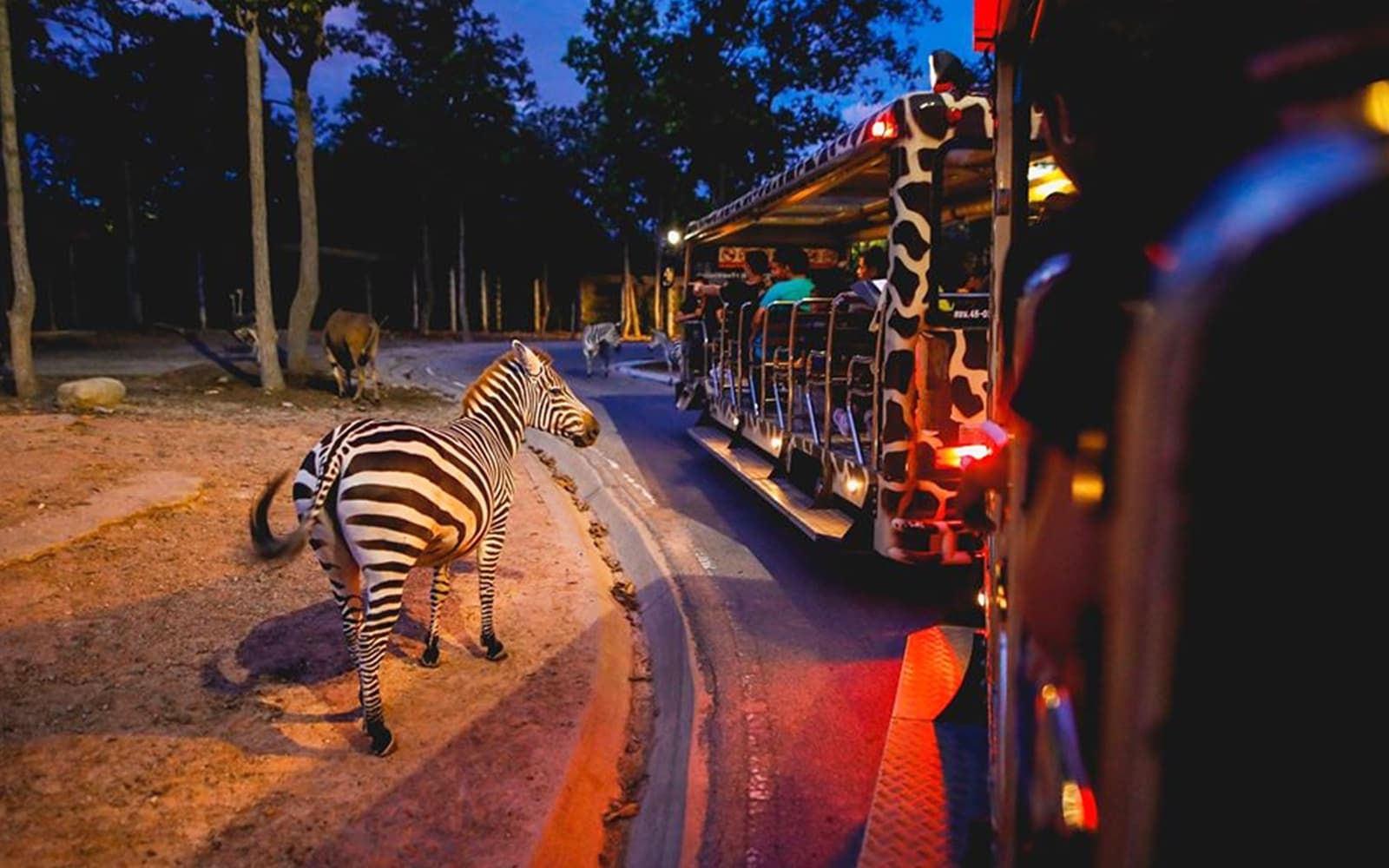 Chiang Mai Night Safari Tickets: Non Thai Residents experience in Chiang Mai | TickYourList