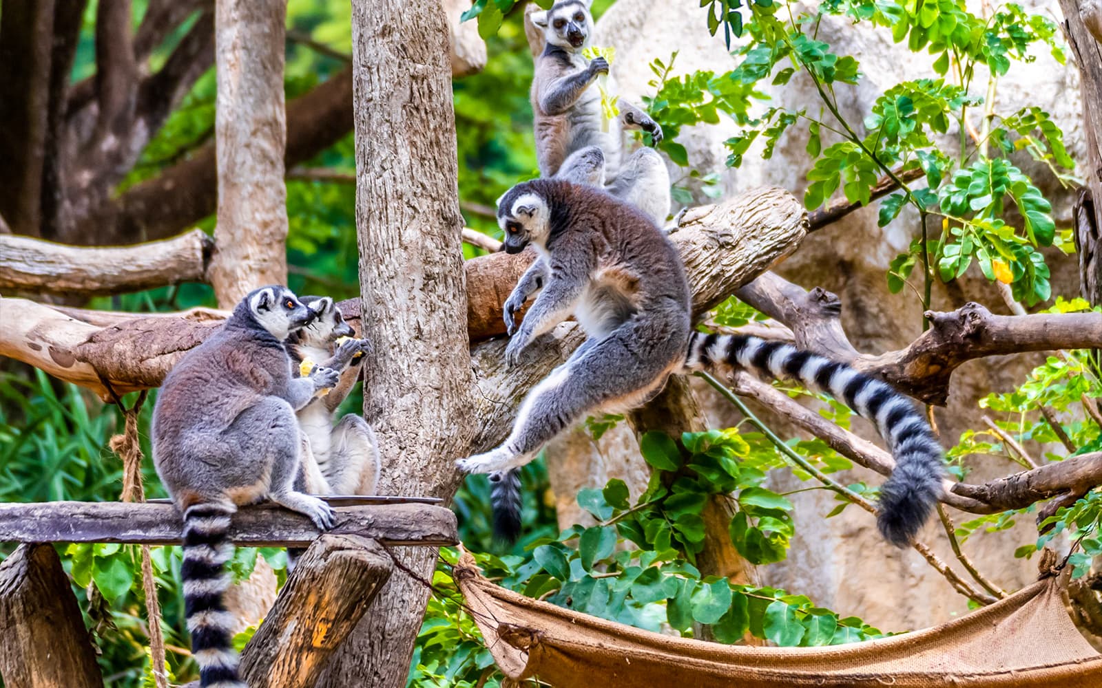 Chiang Mai Night Safari Tickets: Non Thai Residents in Chiang Mai - Highlights | TickYourList