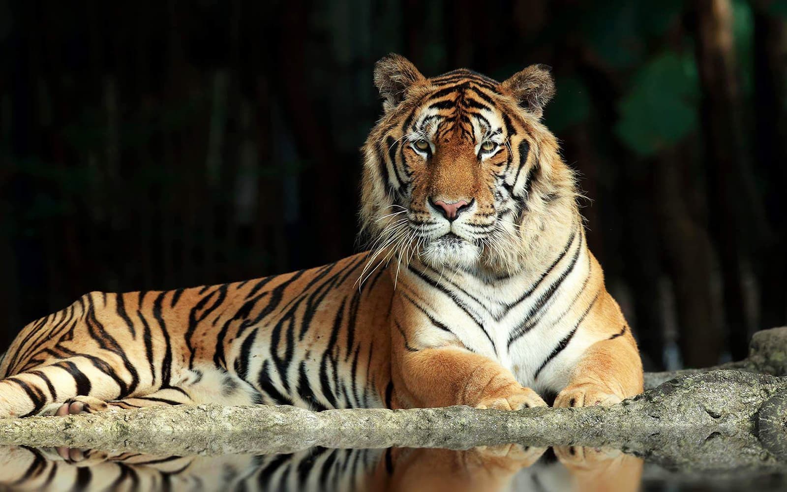 Chiang Mai Night Safari Tickets: Non Thai Residents in Chiang Mai - Features | TickYourList