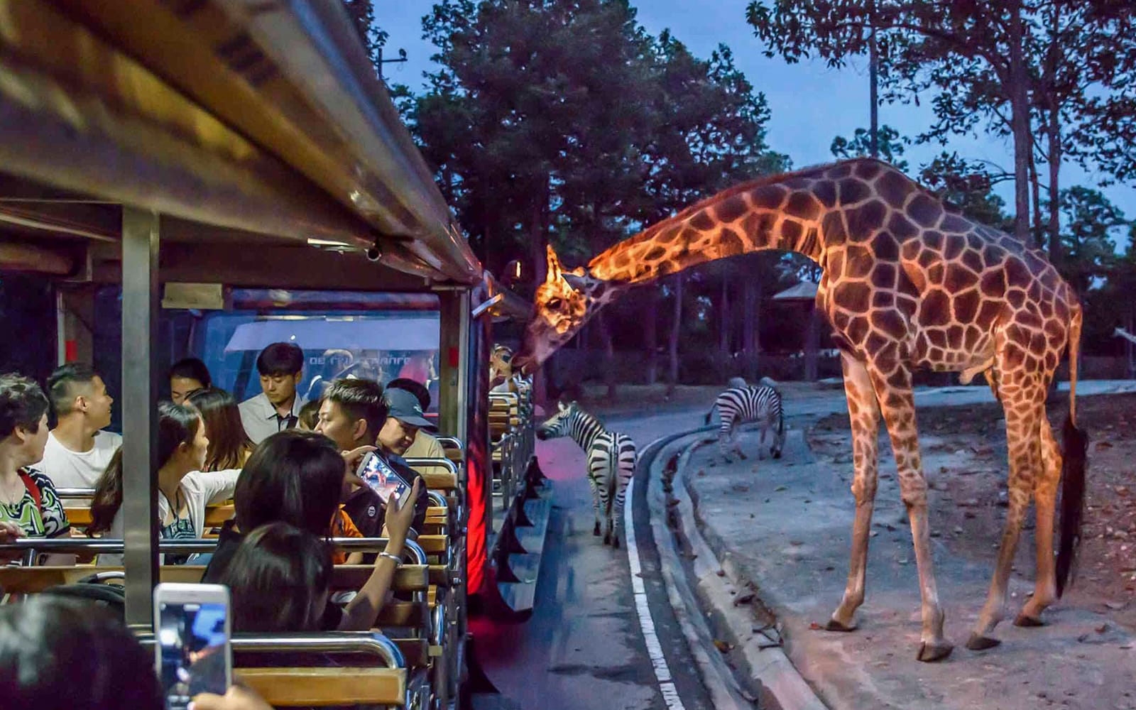 6e360afc8223637bbc76c3124a57e4b1-28988-chiang-mai-night-safari-park-chiang-mai-tickets---thai-residents-01.jpg
