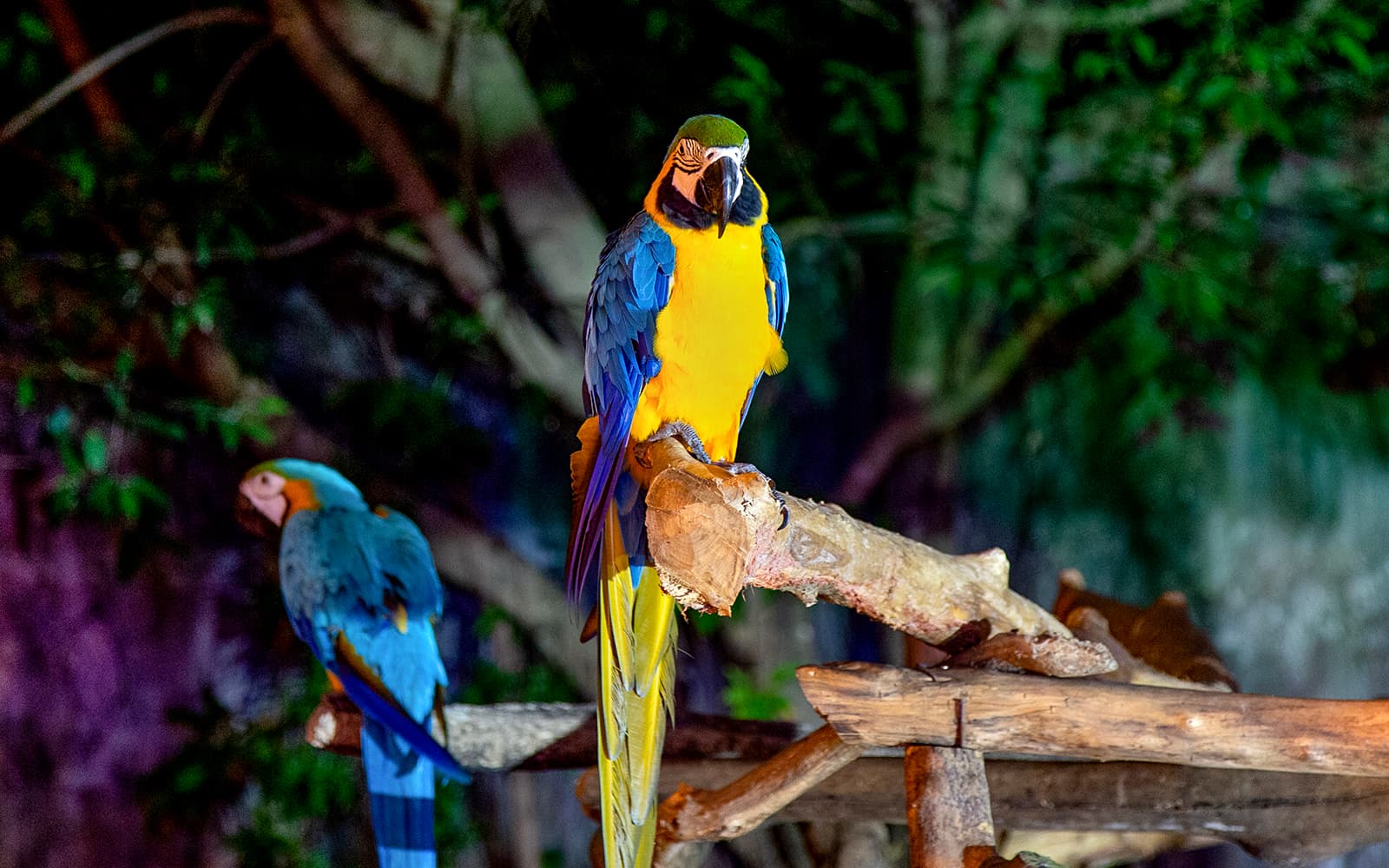 Chiang Mai Night Safari Tickets with Transfers: Non-Thai Residents in Chiang Mai - Highlights | TickYourList