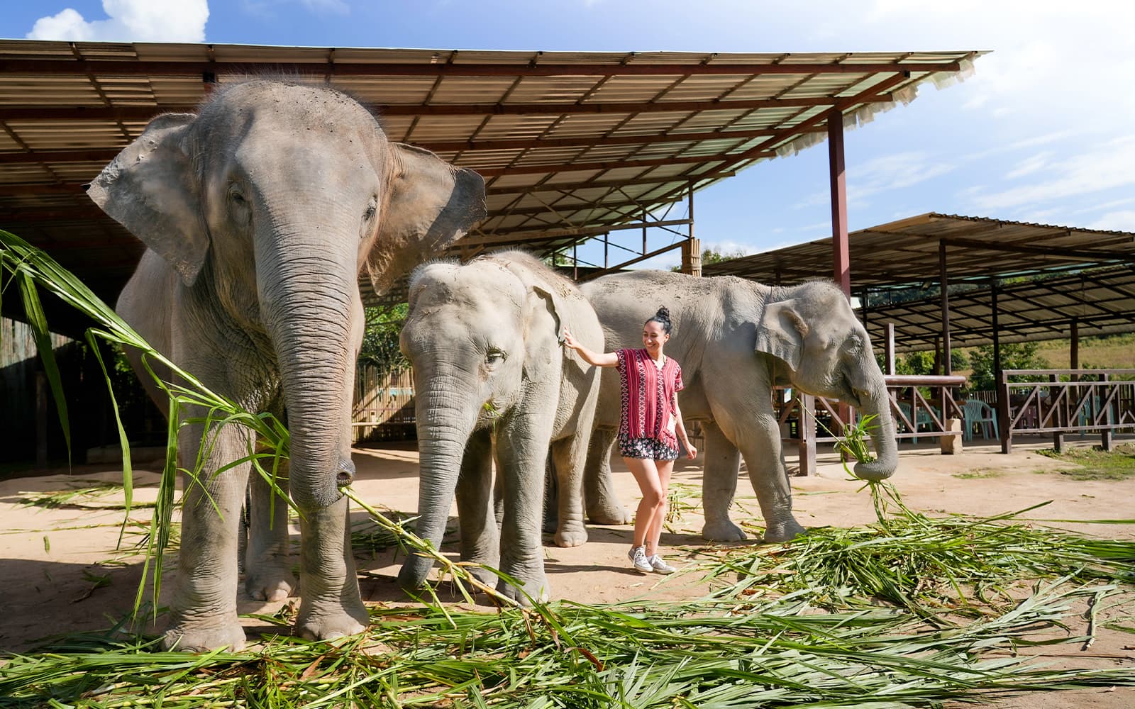 Elephant Interaction Experience at Elephant Jungle Sanctuary in Chiang Mai