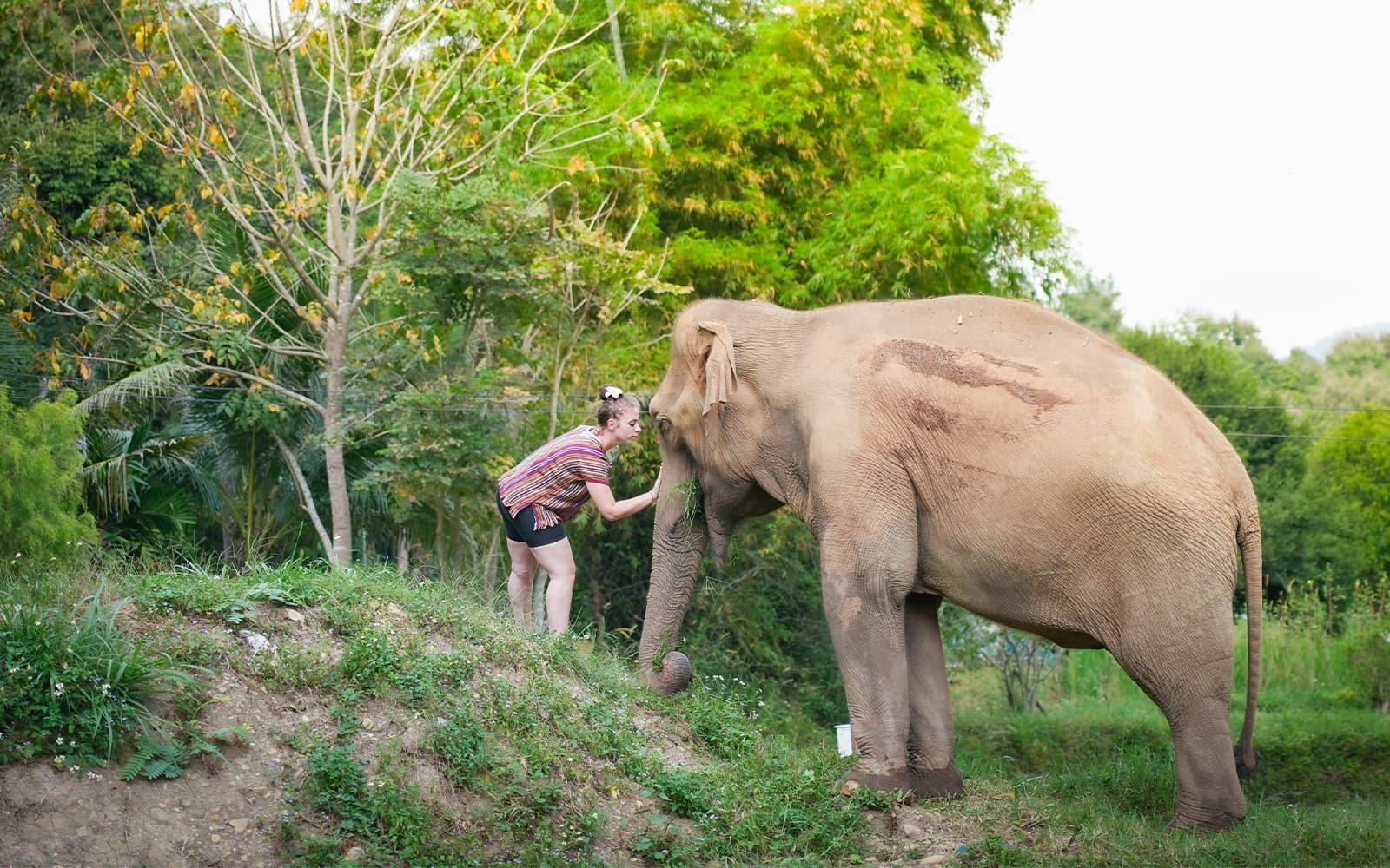 Elephant Interaction Experience at Elephant Jungle Sanctuary in Chiang Mai tickets in Chiang Mai - Activities | TickYourList
