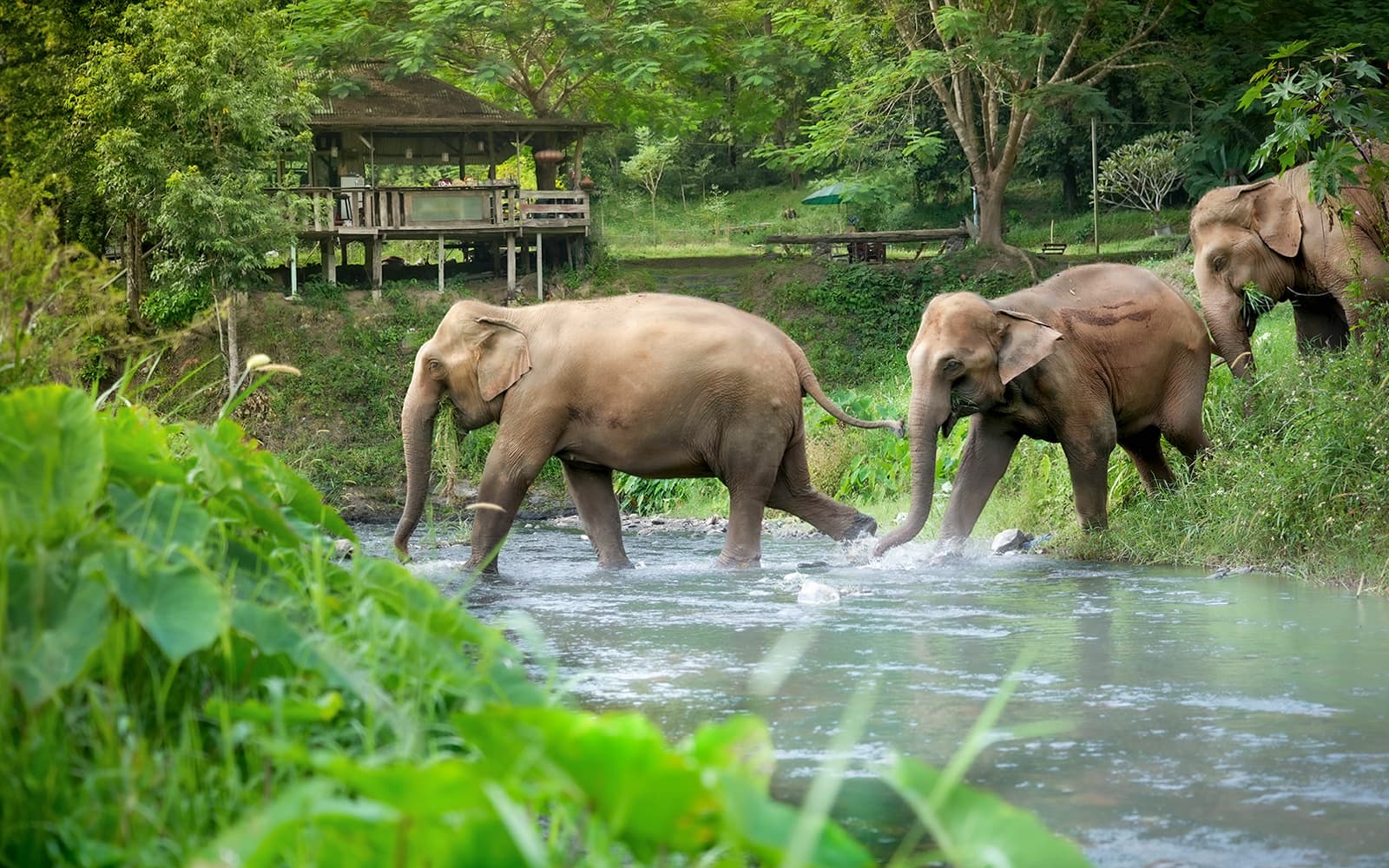 Elephant Interaction Experience at Elephant Jungle Sanctuary in Chiang Mai tickets in Chiang Mai - Highlights | TickYourList