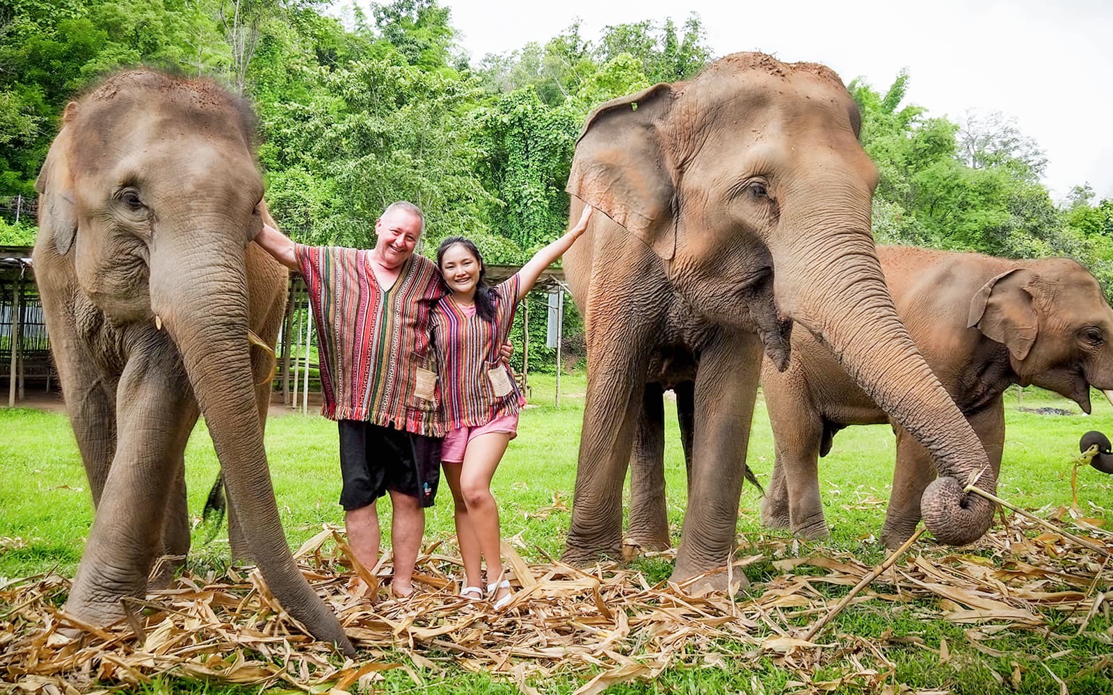 From Chiang Mai: Overnight Stay Package (2D1N) at Elephant Jungle Sanctuary with Hotel Transfers