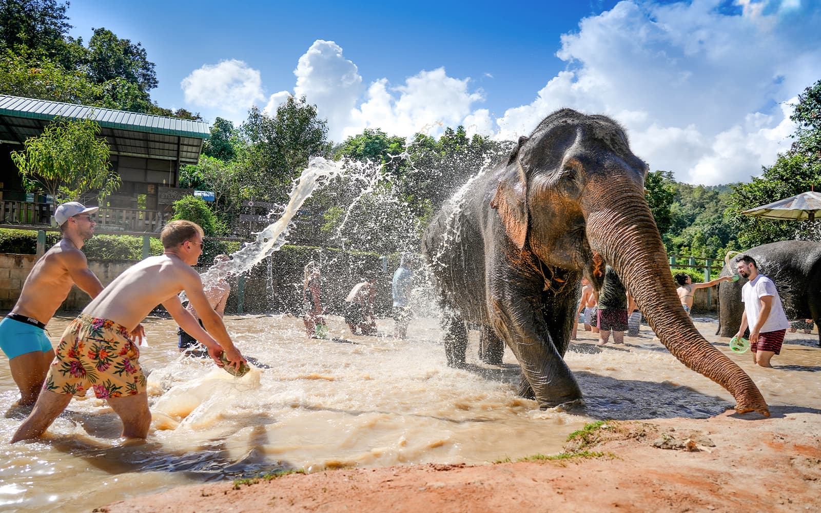 From Chiang Mai: Overnight Stay Package (2D1N) at Elephant Jungle Sanctuary with Hotel Transfers tickets in Chiang Mai - Attractions | TickYourList