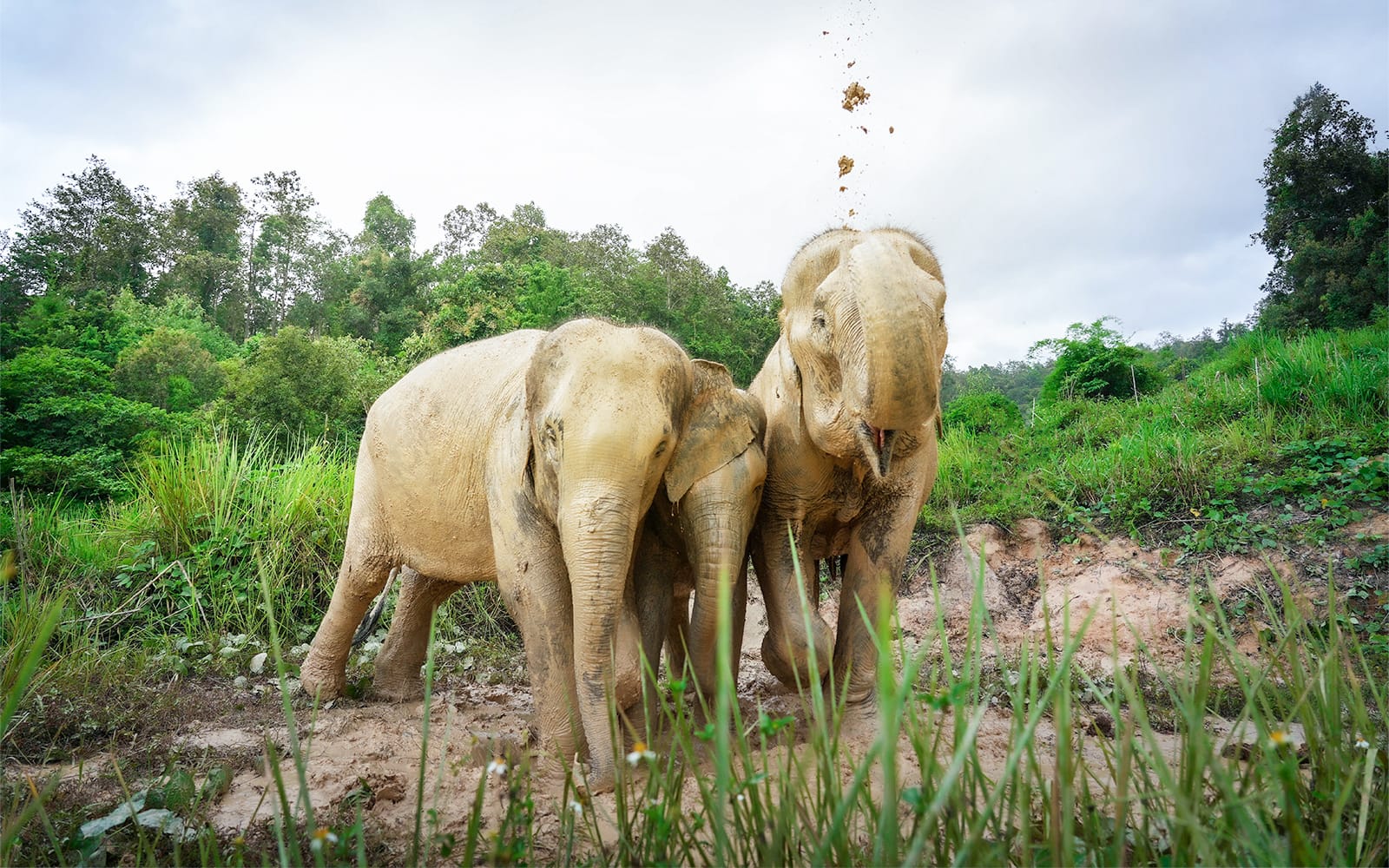 aca1a06943d6127fec2edd06af06118f-Elephantscoveredinmud-ElephantJungleSanctuary-ChiangMai.jpg