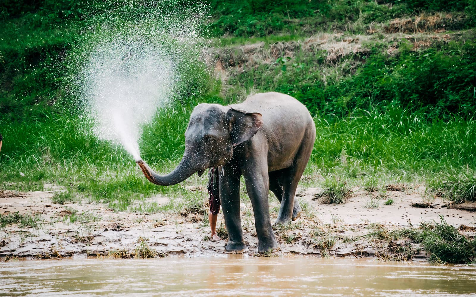 6-Hour Tour of Elephants Care Camp at Chiang Mai tickets in Chiang Mai - Attractions | TickYourList