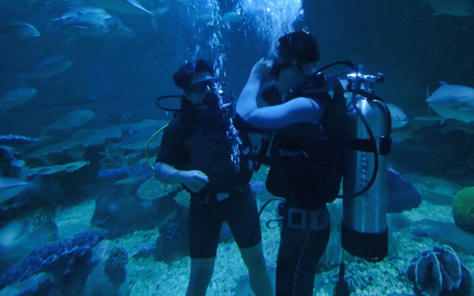 Chiang Mai Zoo & Aquarium - Thai Residents tickets in Chiang Mai - Attractions | TickYourList