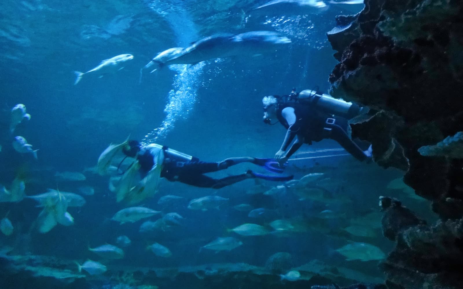 Chiang Mai Zoo & Aquarium - International Tourists