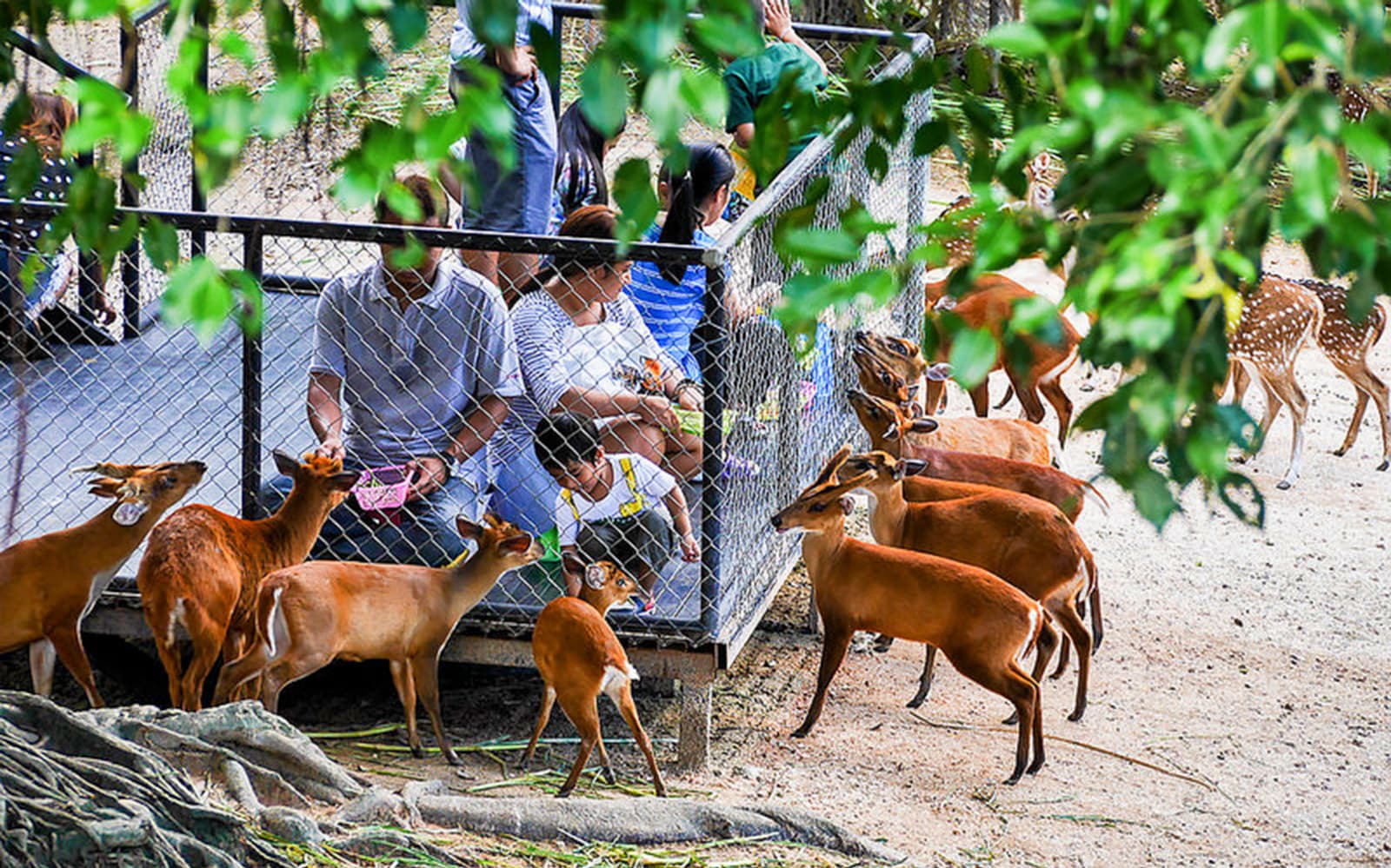 Chiang Mai Zoo & Aquarium - International Tourists tickets in Chiang Mai - Activities | TickYourList