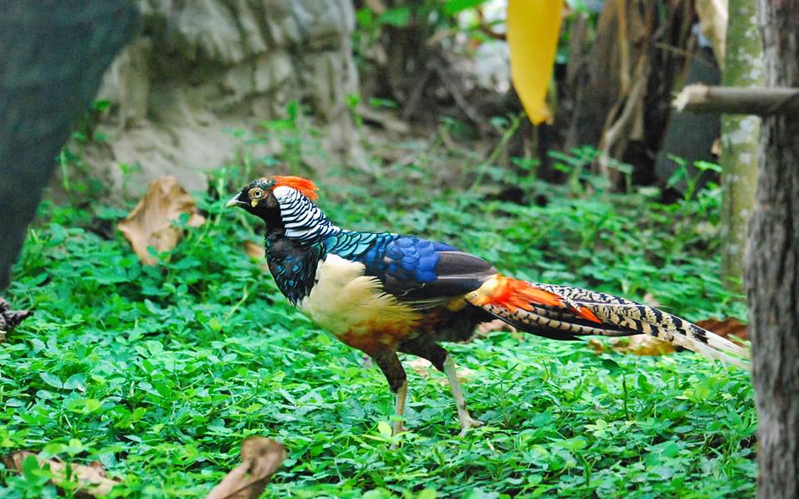 Chiang Mai Zoo & Aquarium - International Tourists tickets in Chiang Mai - Highlights | TickYourList