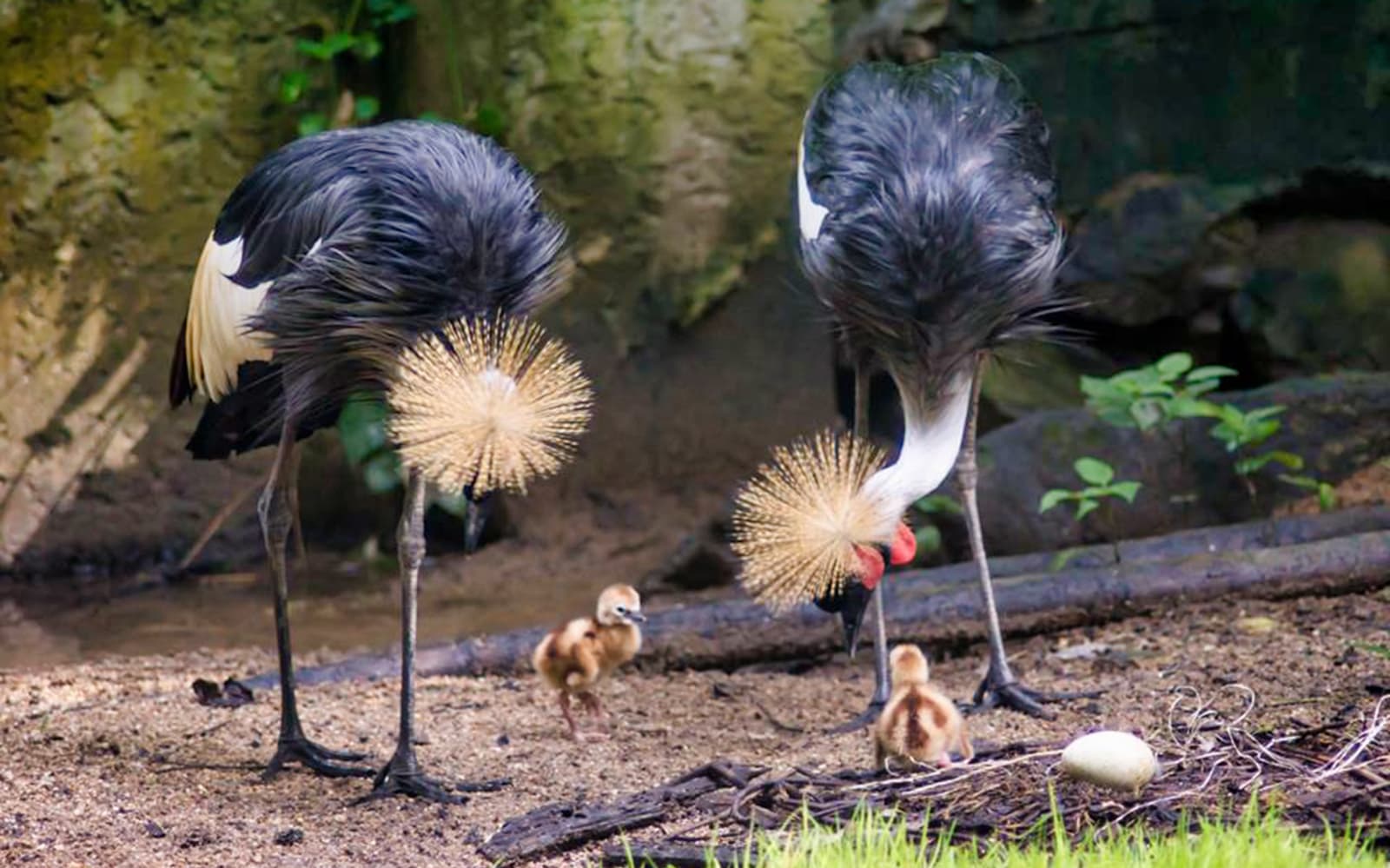 Chiang Mai Zoo & Aquarium - International Tourists tickets in Chiang Mai - Features | TickYourList