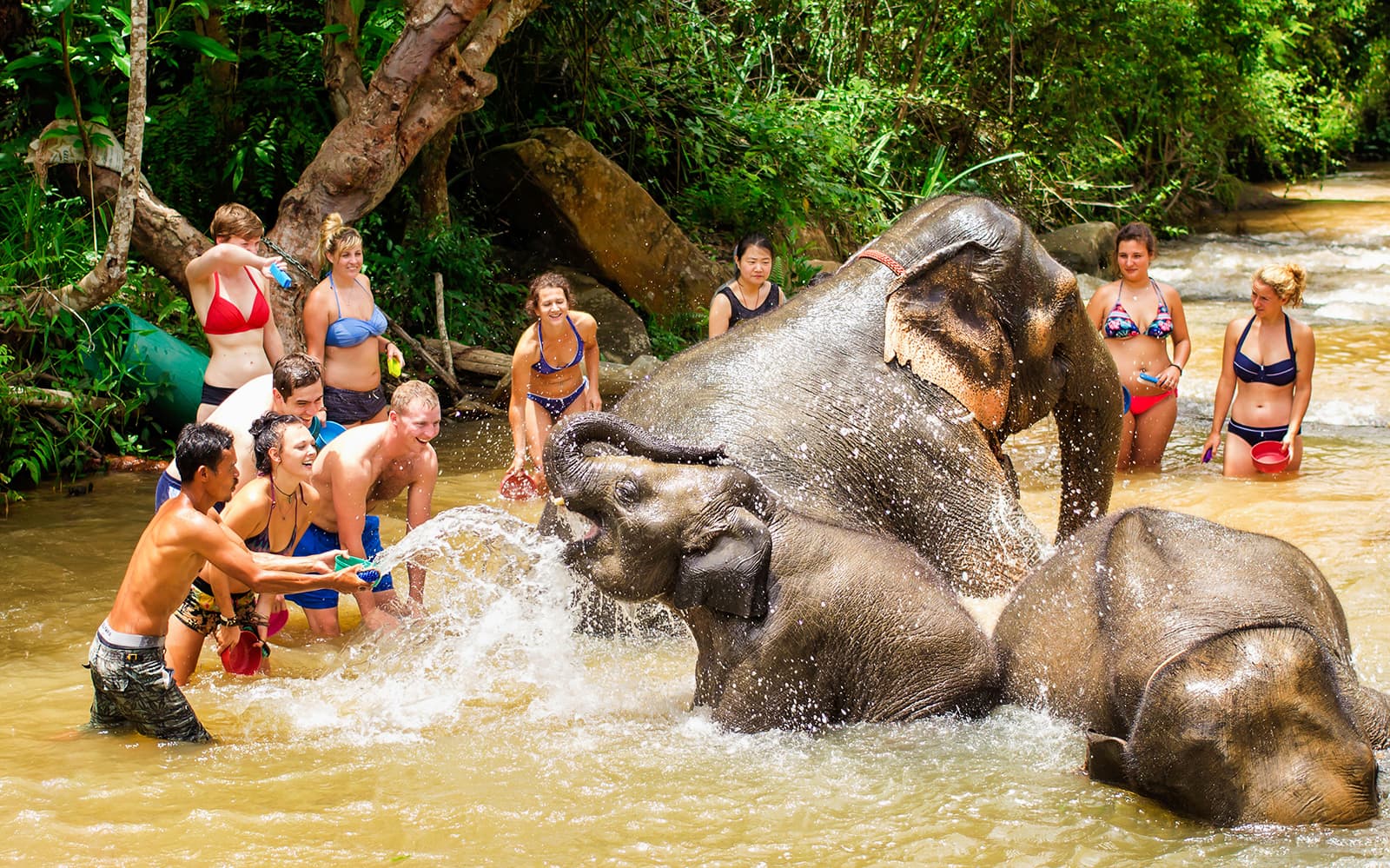 Elephant Jungle Sanctuary Guided Tour with Round Trip Transfers