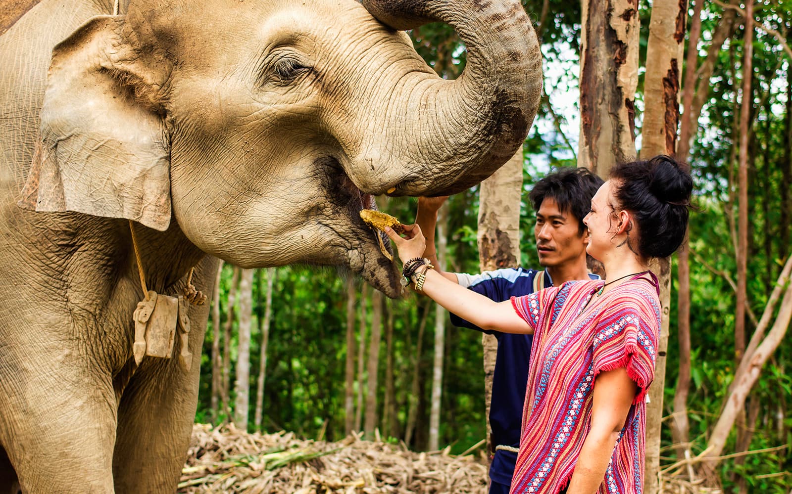 Elephant Jungle Sanctuary Guided Tour with Round Trip Transfers tickets in Chiang Mai - Attractions | TickYourList