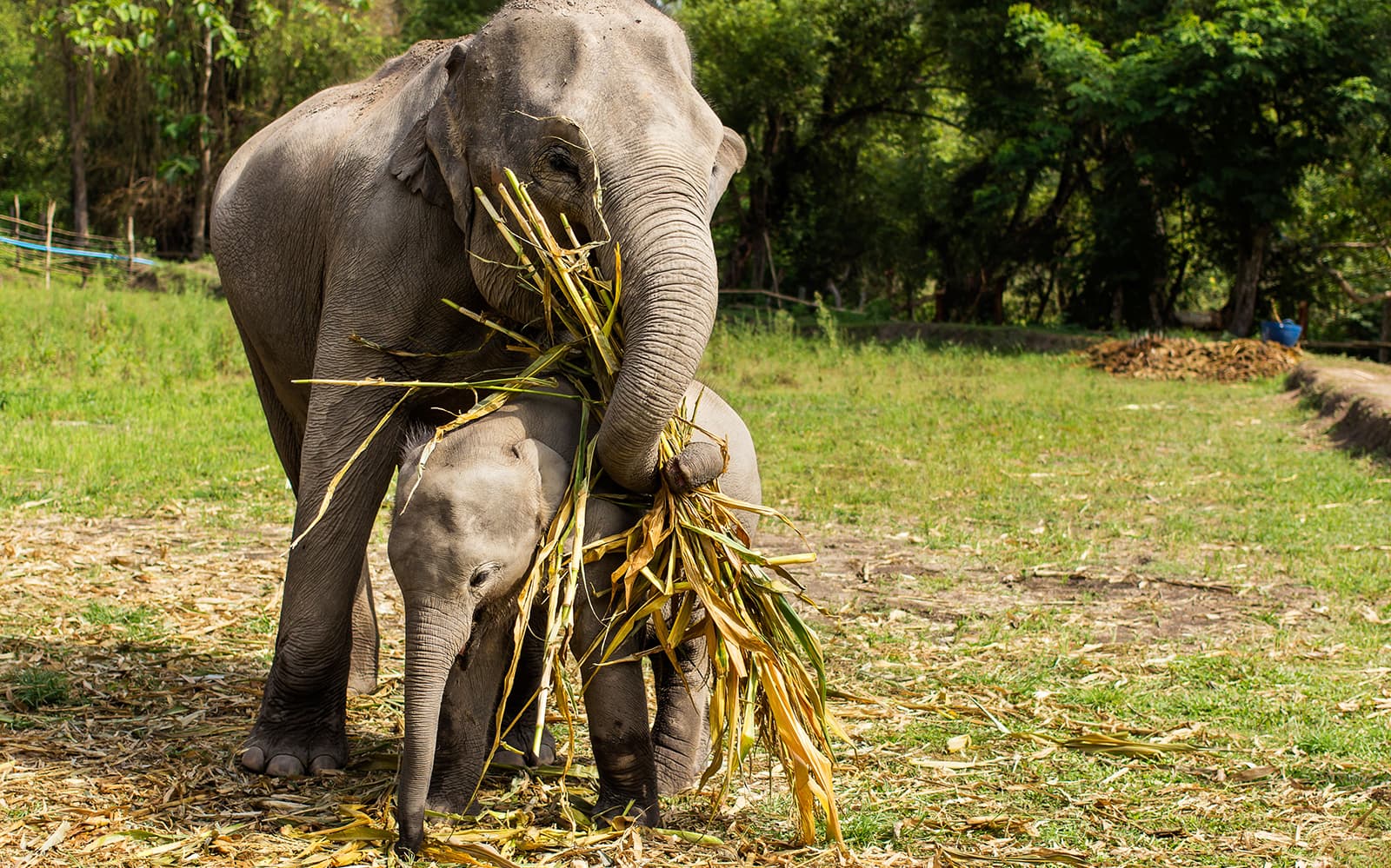 Elephant Jungle Sanctuary Guided Tour with Round Trip Transfers tickets in Chiang Mai - Activities | TickYourList