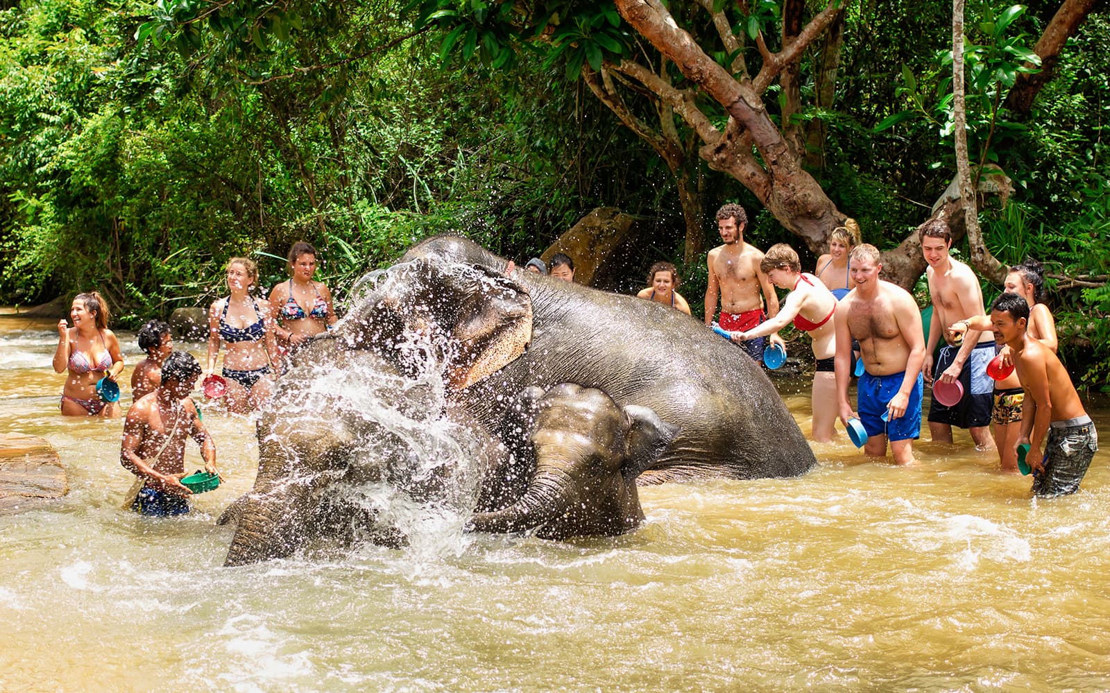 Elephant Jungle Sanctuary Guided Tour with Round Trip Transfers tickets in Chiang Mai - Highlights | TickYourList
