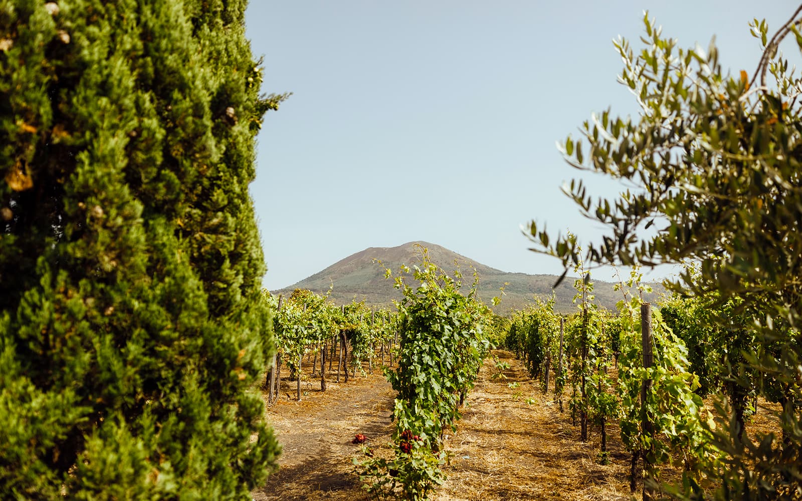From Naples: Wine Tasting & Lunch on the Slopes of Vesuvius tickets in Naples - Highlights | TickYourList