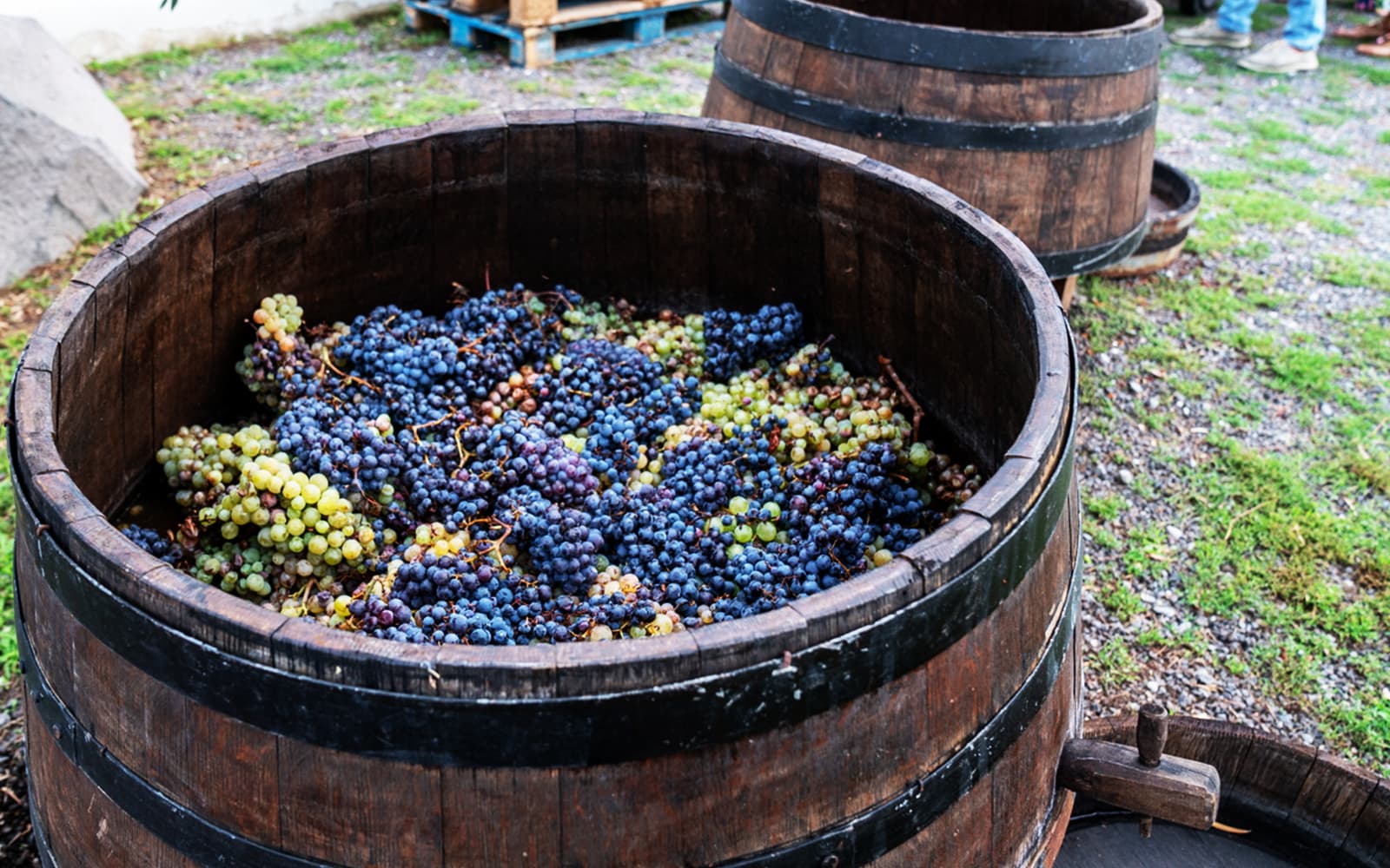 From Naples: Wine Tasting & Lunch on the Slopes of Vesuvius tickets in Naples - Features | TickYourList