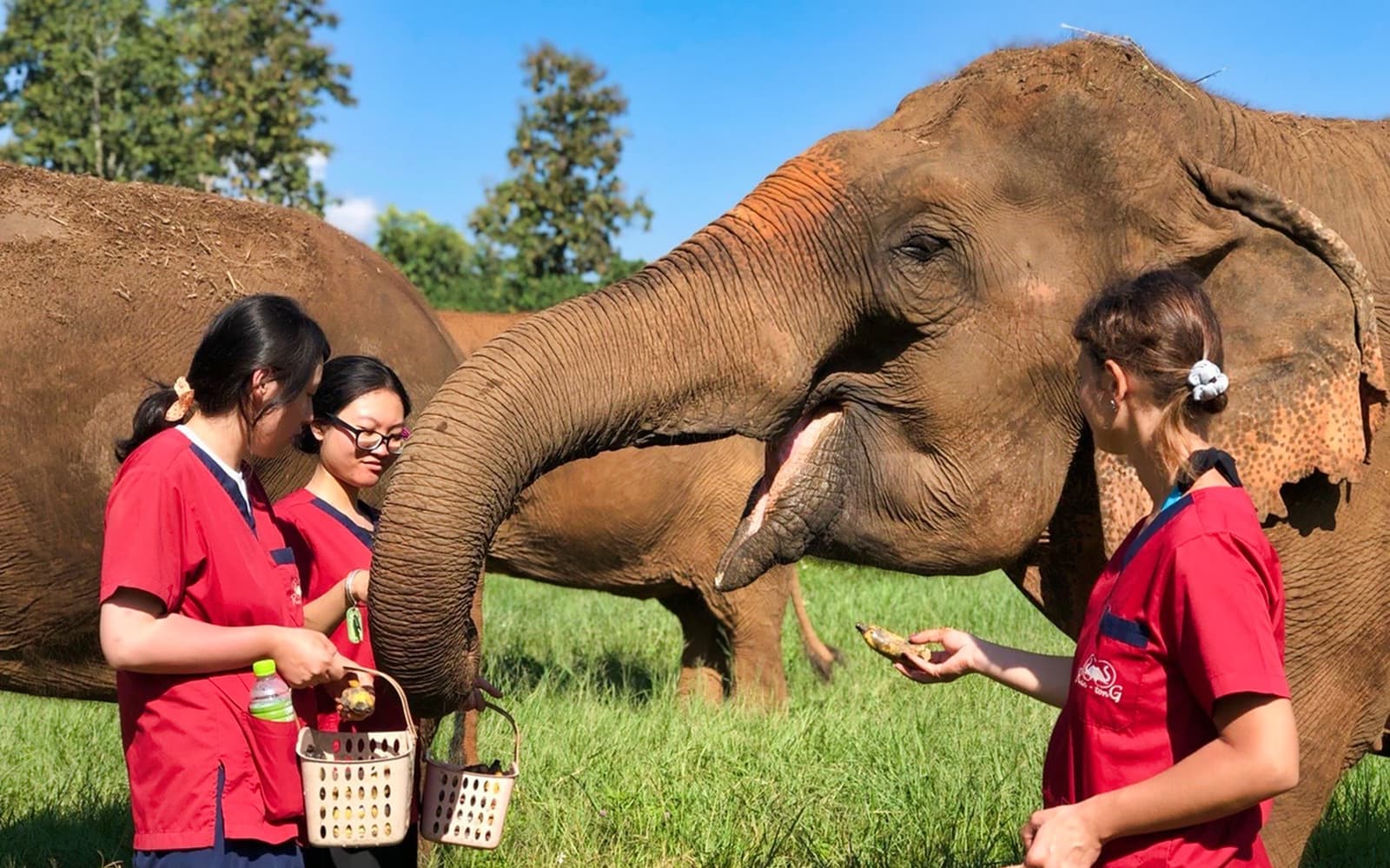 Ran Tong Elephant Care Experience with Round Trip Transfers