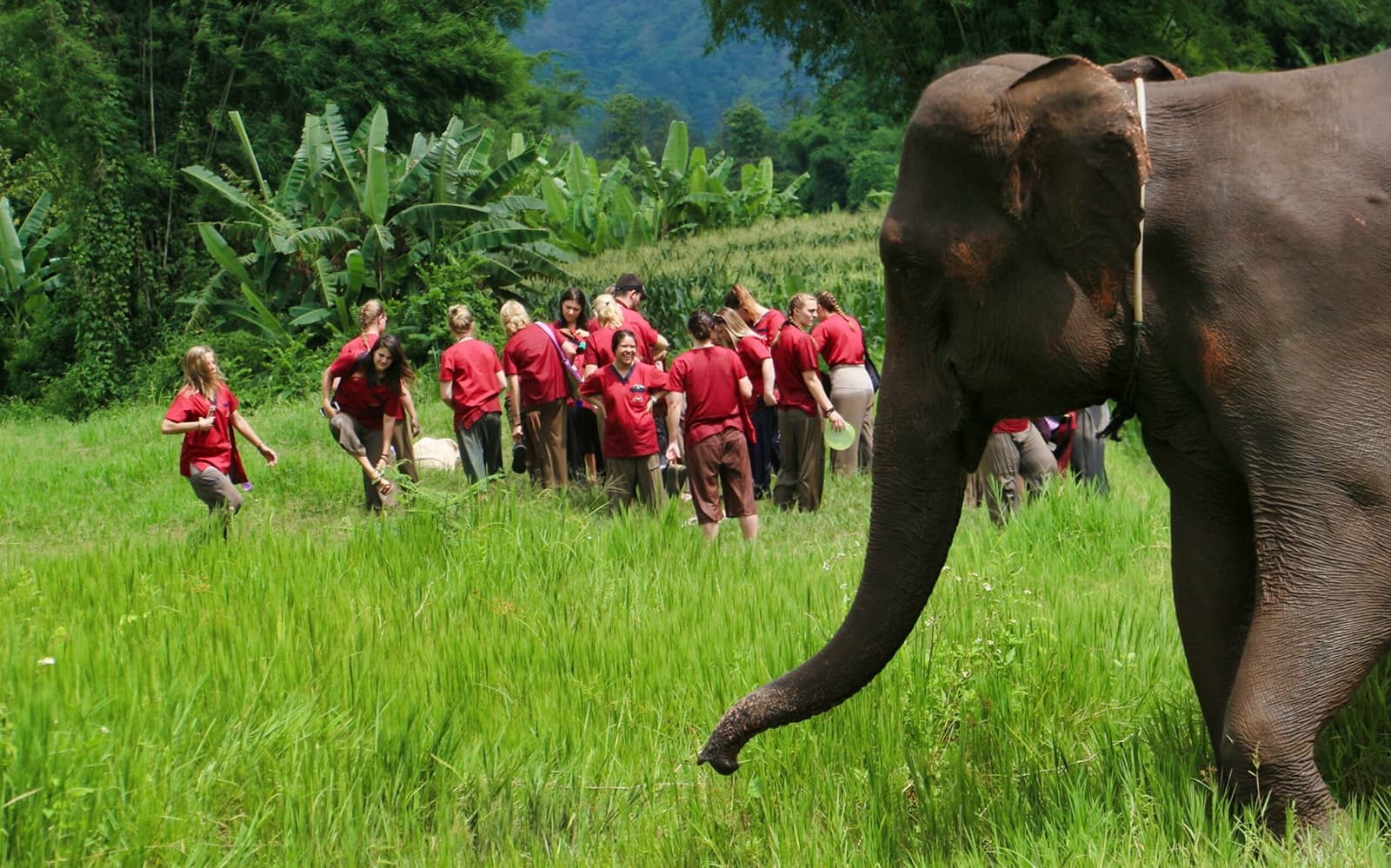 Ran Tong Elephant Care Experience with Round Trip Transfers tickets in Chiang Mai - Attractions | TickYourList