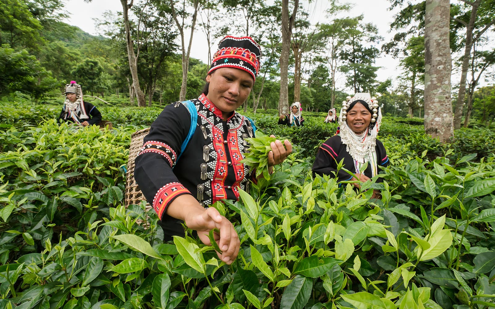 Araksa Tea Garden Tour