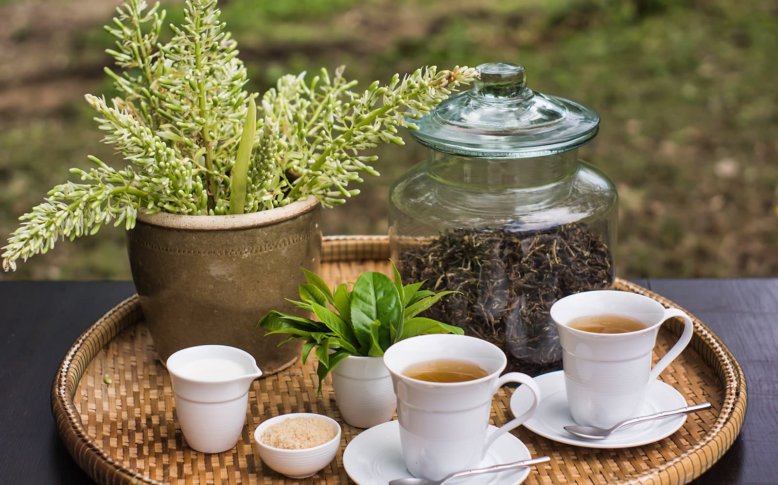 Araksa Tea Garden Tour tickets in Chiang Mai - Attractions | TickYourList
