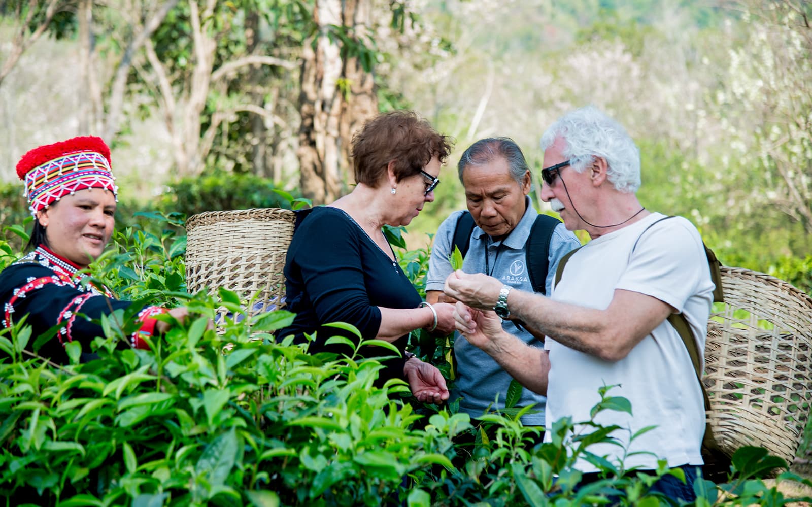 Araksa Tea Garden Tour tickets in Chiang Mai - Activities | TickYourList