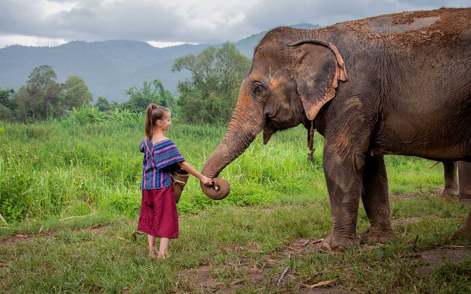 Half-Day Guided Elephant Tour in Chiang Mai with Optional Hotel Transfers
