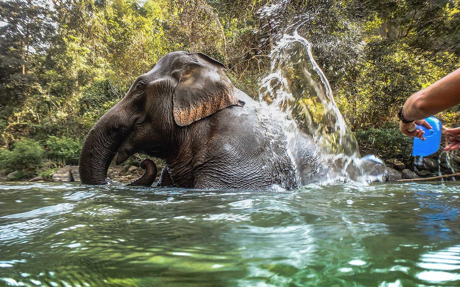 Half-Day Guided Elephant Tour in Chiang Mai with Optional Hotel Transfers tickets in Chiang Mai - Activities | TickYourList