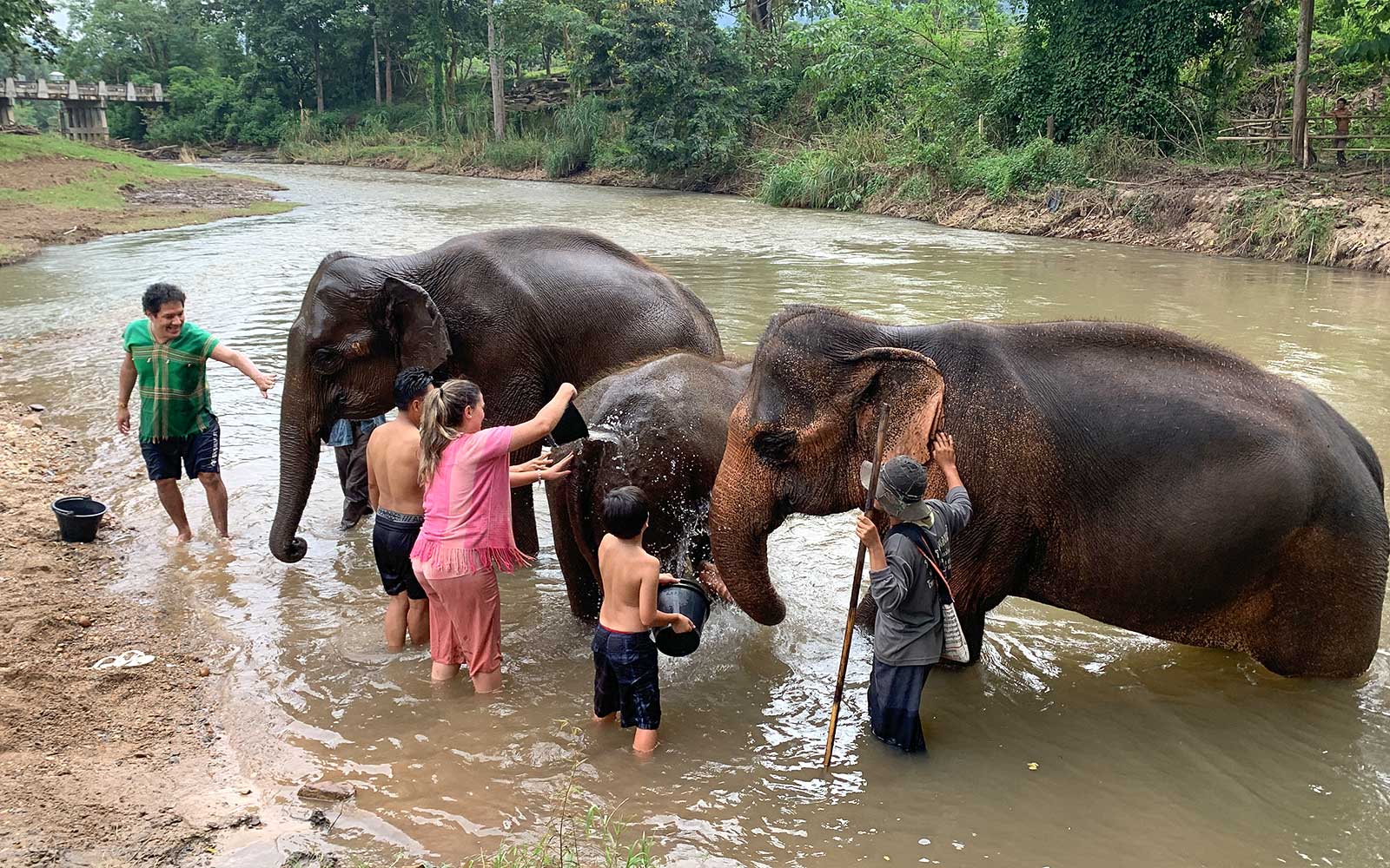 Half-Day Guided Elephant Tour in Chiang Mai with Optional Hotel Transfers tickets in Chiang Mai - Highlights | TickYourList