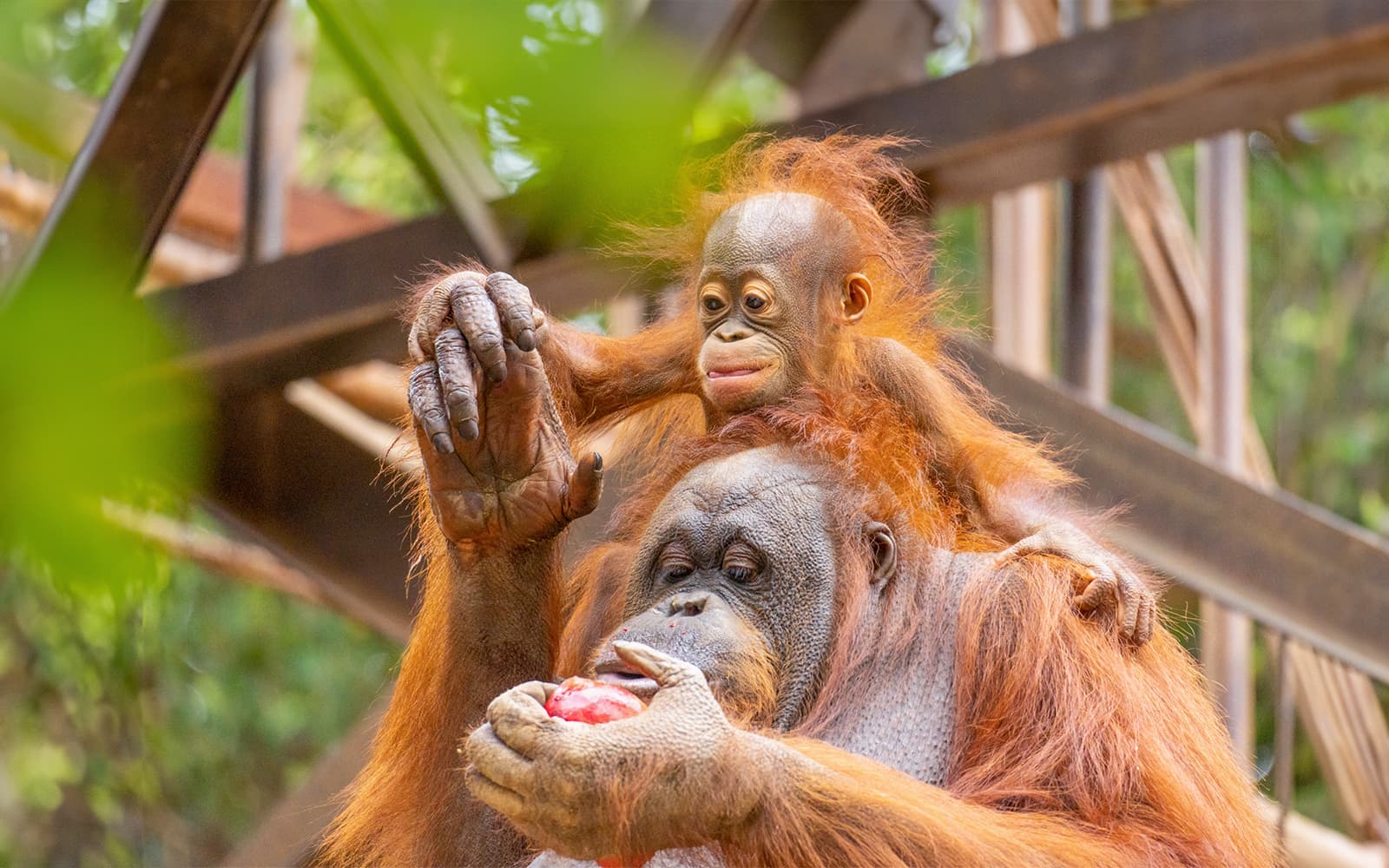 Bioparc Fuengirola Tickets