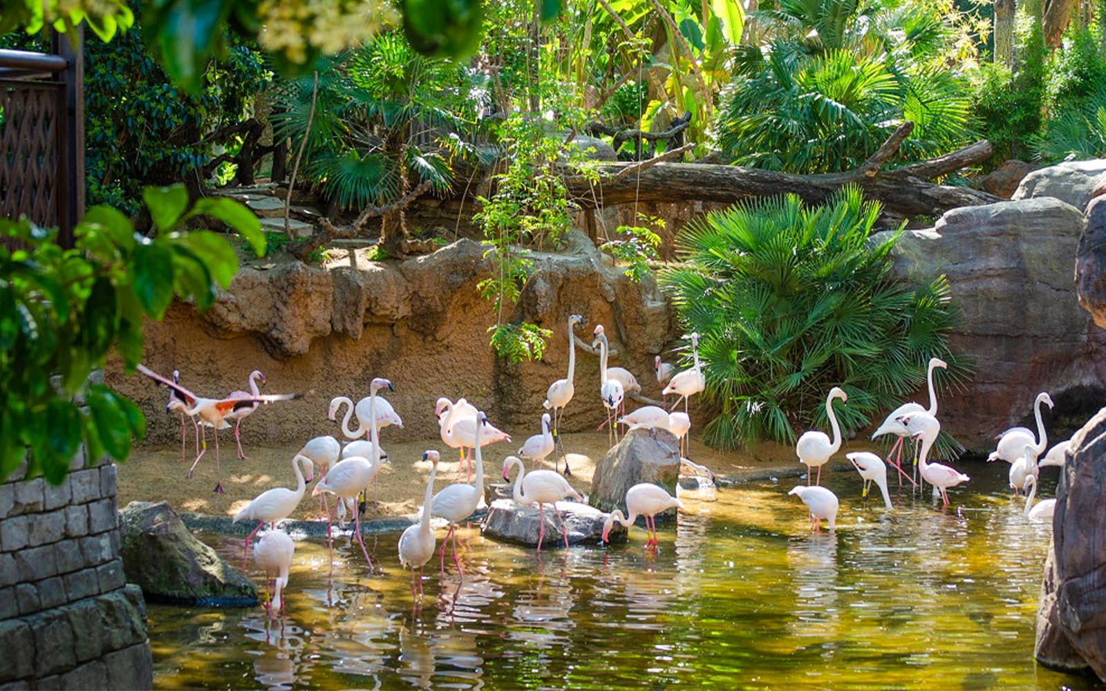 Bioparc Fuengirola Tickets in Malaga - Activities | TickYourList