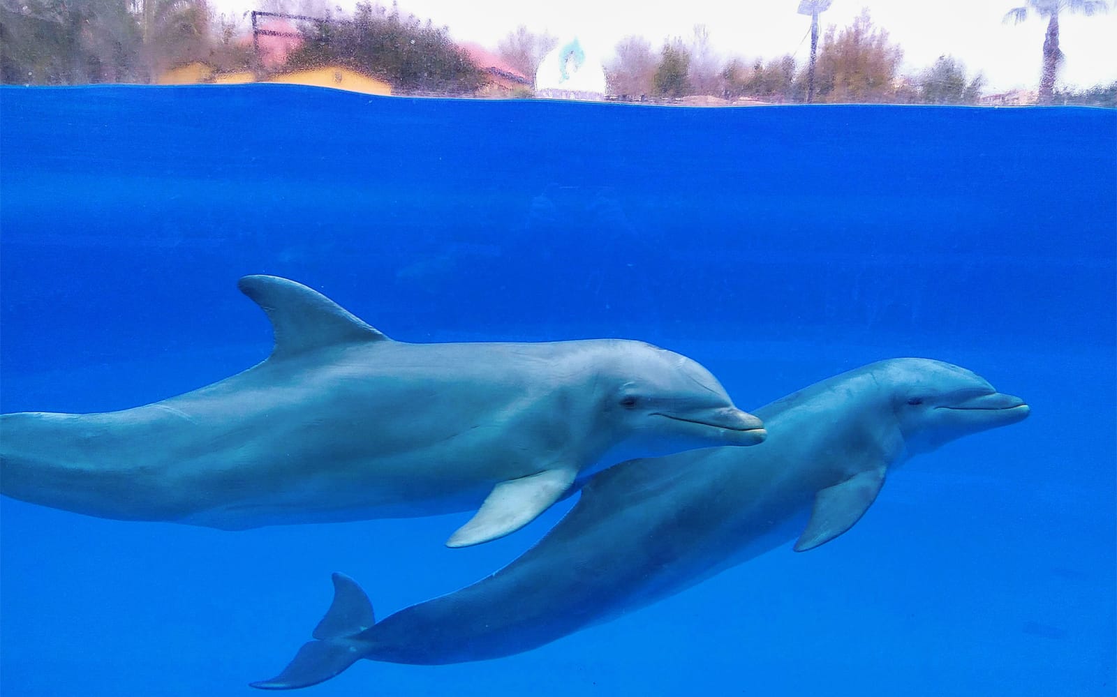 Combo: Selwo Marina with Benalmádena Cable Car tickets in Malaga - Activities | TickYourList