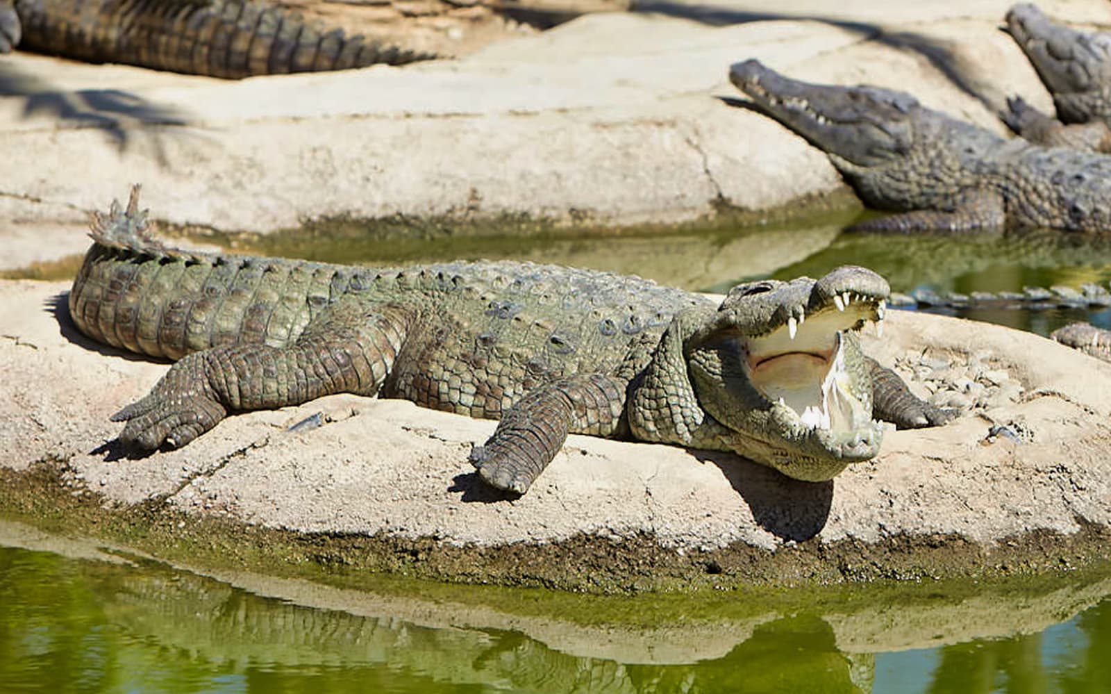 Skip-the-Line Tickets to Crocodile Park