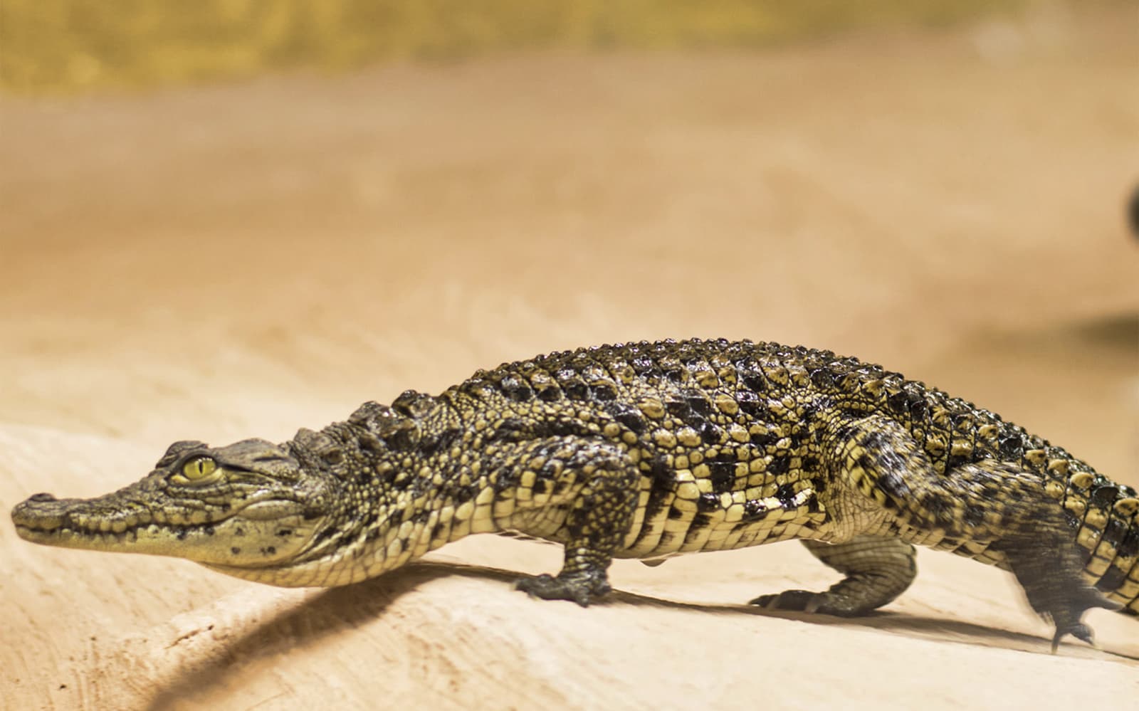 Skip-the-Line Tickets to Crocodile Park in Malaga - Attractions | TickYourList