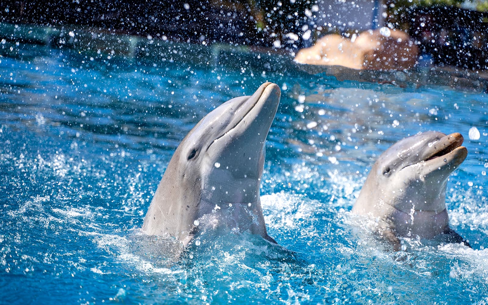 Selwo Marina Skip-the-Line Tickets in Malaga - Attractions | TickYourList