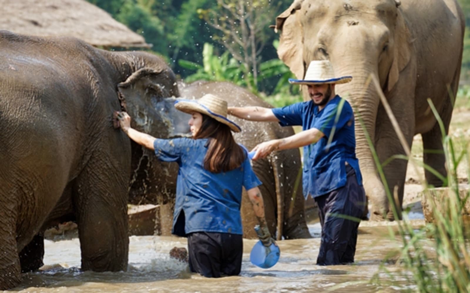 Lanna Kingdom Elephant Sanctuary Tour with RoundTrip Transfers tickets in Chiang Mai - Attractions | TickYourList