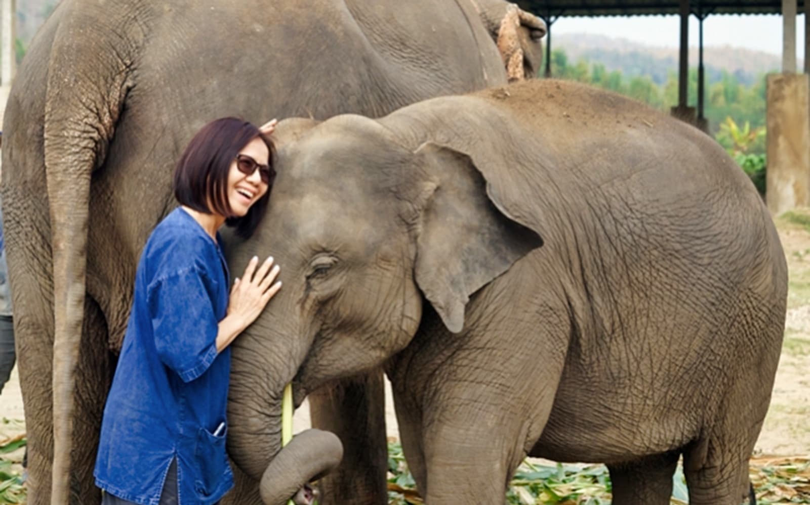Lanna Kingdom Elephant Sanctuary Tour with RoundTrip Transfers tickets in Chiang Mai - Highlights | TickYourList