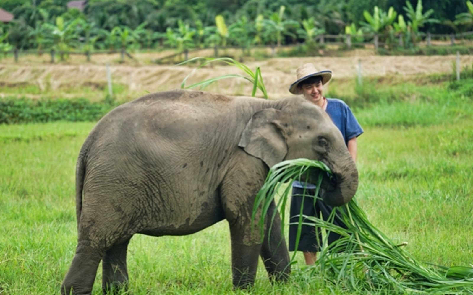 Lanna Kingdom Elephant Sanctuary Tour with RoundTrip Transfers tickets in Chiang Mai - Features | TickYourList