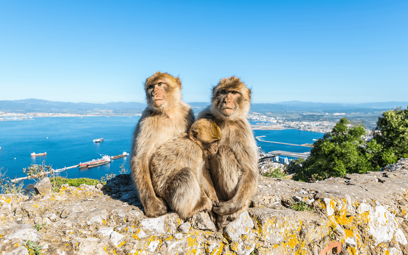 Full-Day Tour of Gibraltar from Málaga tickets in Malaga - Activities | TickYourList