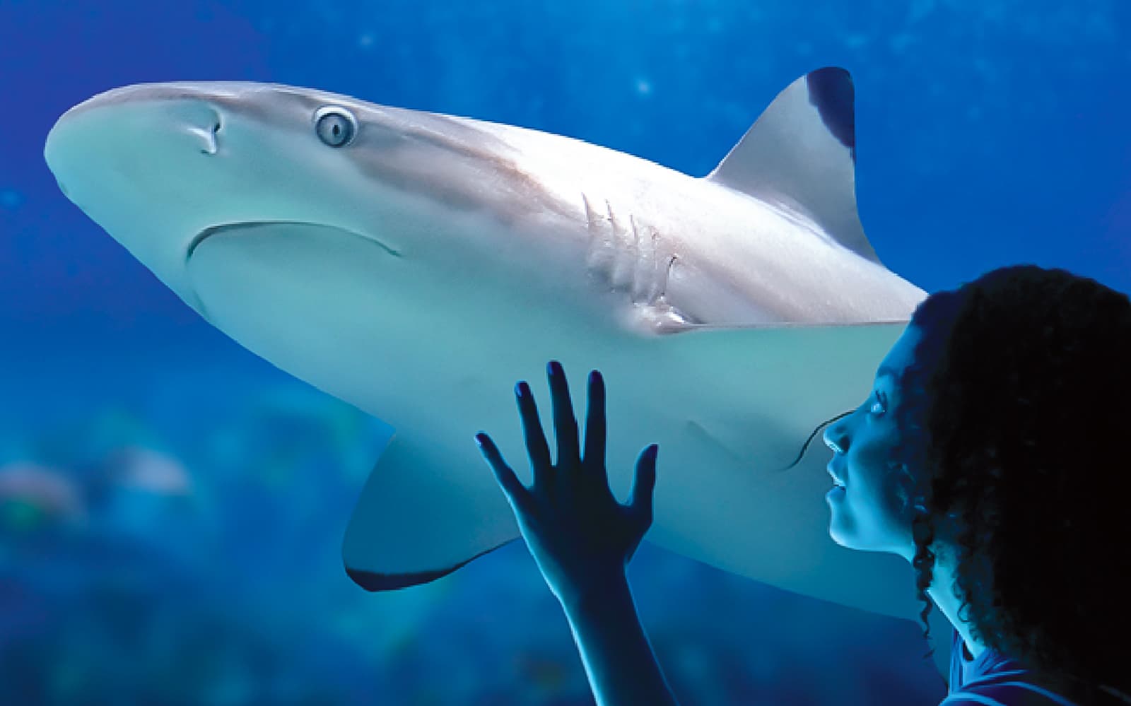 Sea Life Benalmádena Tickets