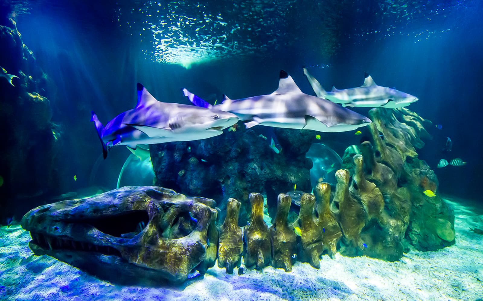 Sea Life Benalmádena Tickets in Malaga - Attractions | TickYourList