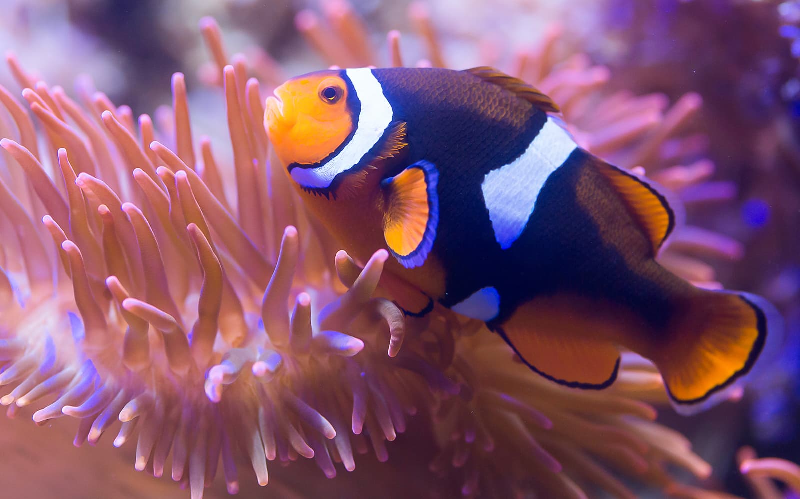 Sea Life Benalmádena Tickets in Malaga - Activities | TickYourList