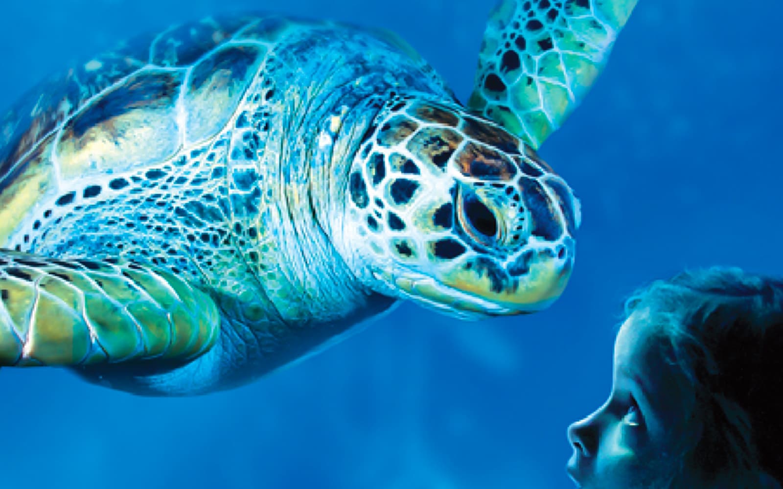Sea Life Benalmádena Tickets in Malaga - Highlights | TickYourList