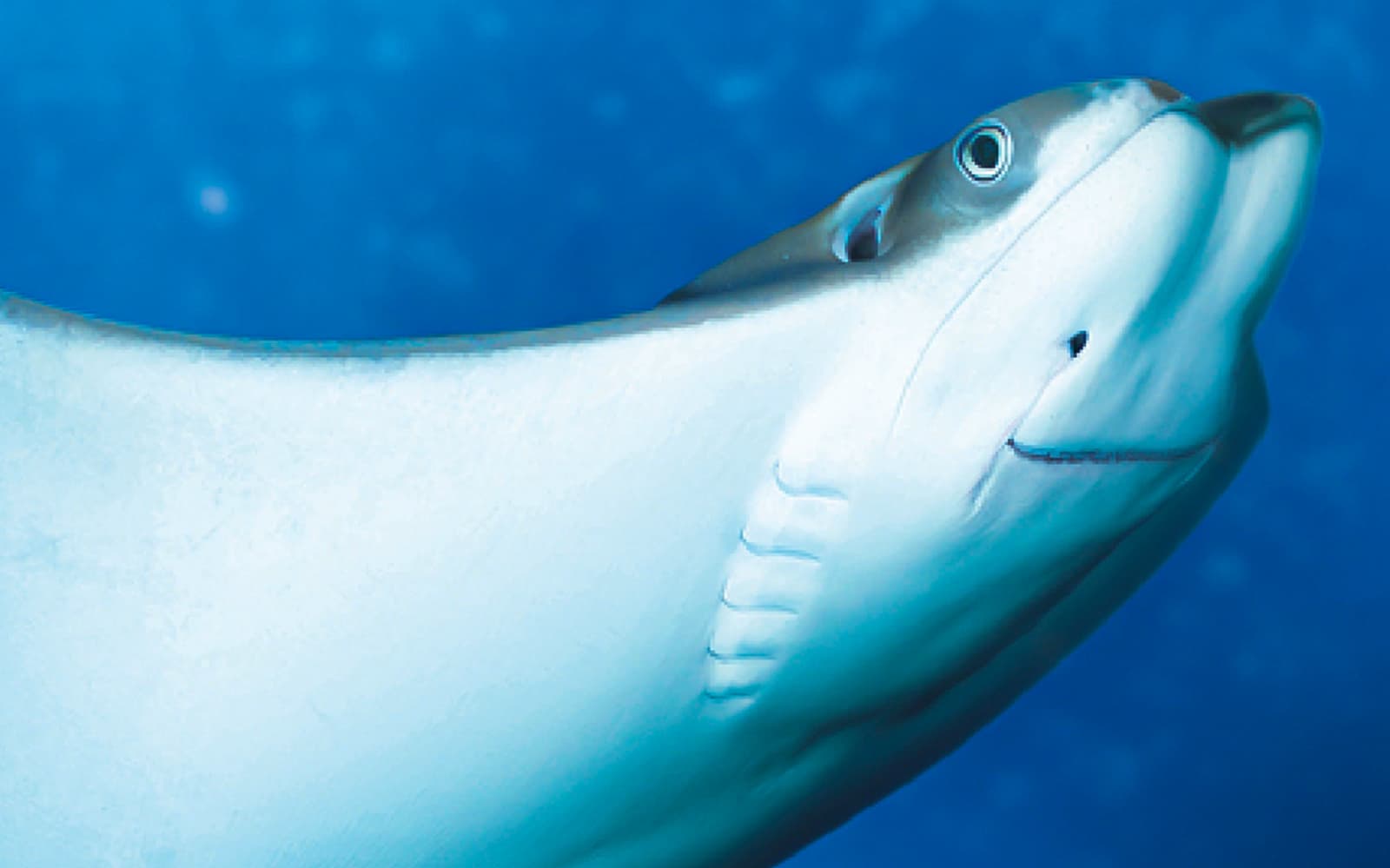 Sea Life Benalmádena Tickets in Malaga - Full Experience | TickYourList