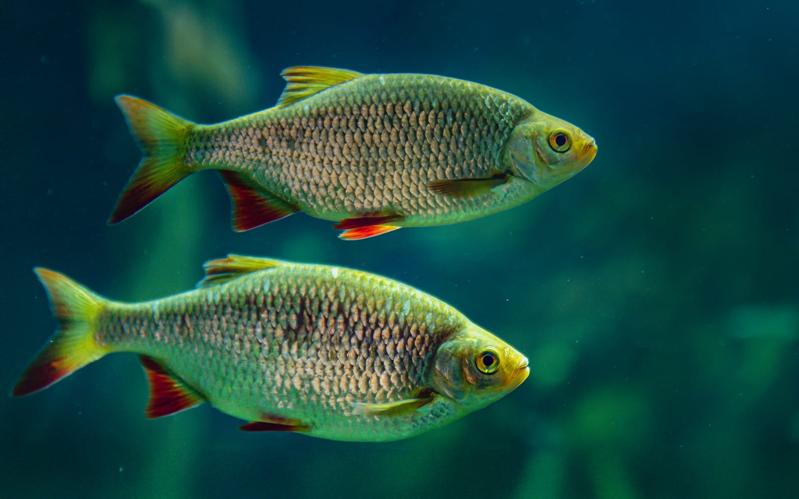 SEA LIFE Munich Ticket in Munich - Attractions | TickYourList