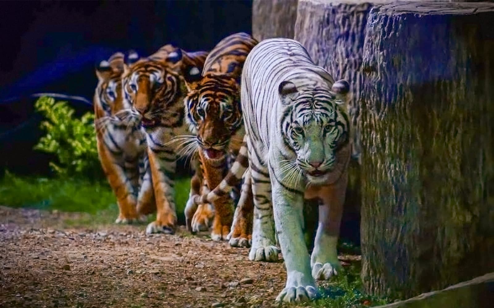 Chiang Mai Night Safari Tickets: Thai Residents in Chiang Mai - Full Experience | TickYourList