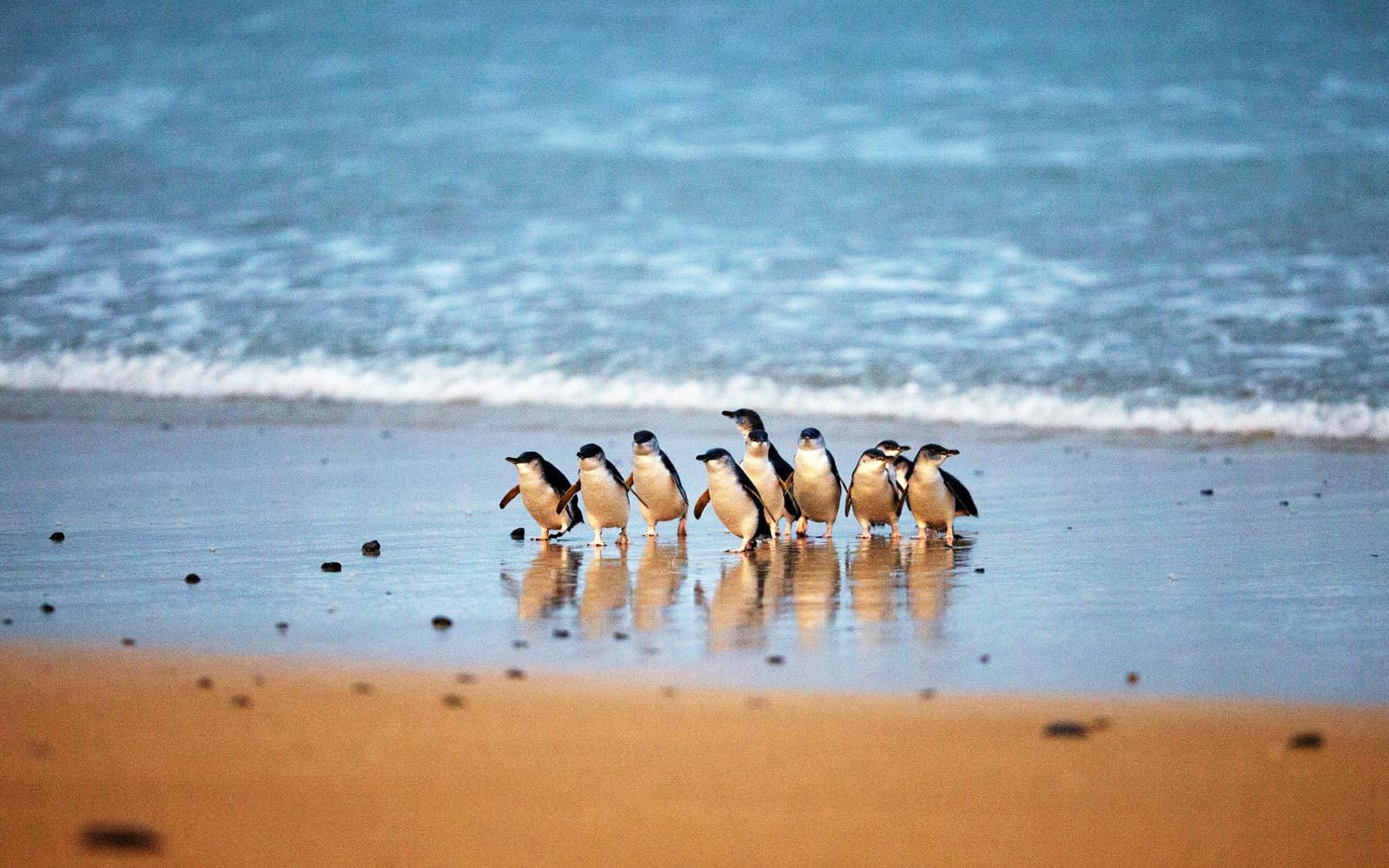 Phillip Island Nature Parks Penguin Parade Tickets experience in Melbourne | TickYourList