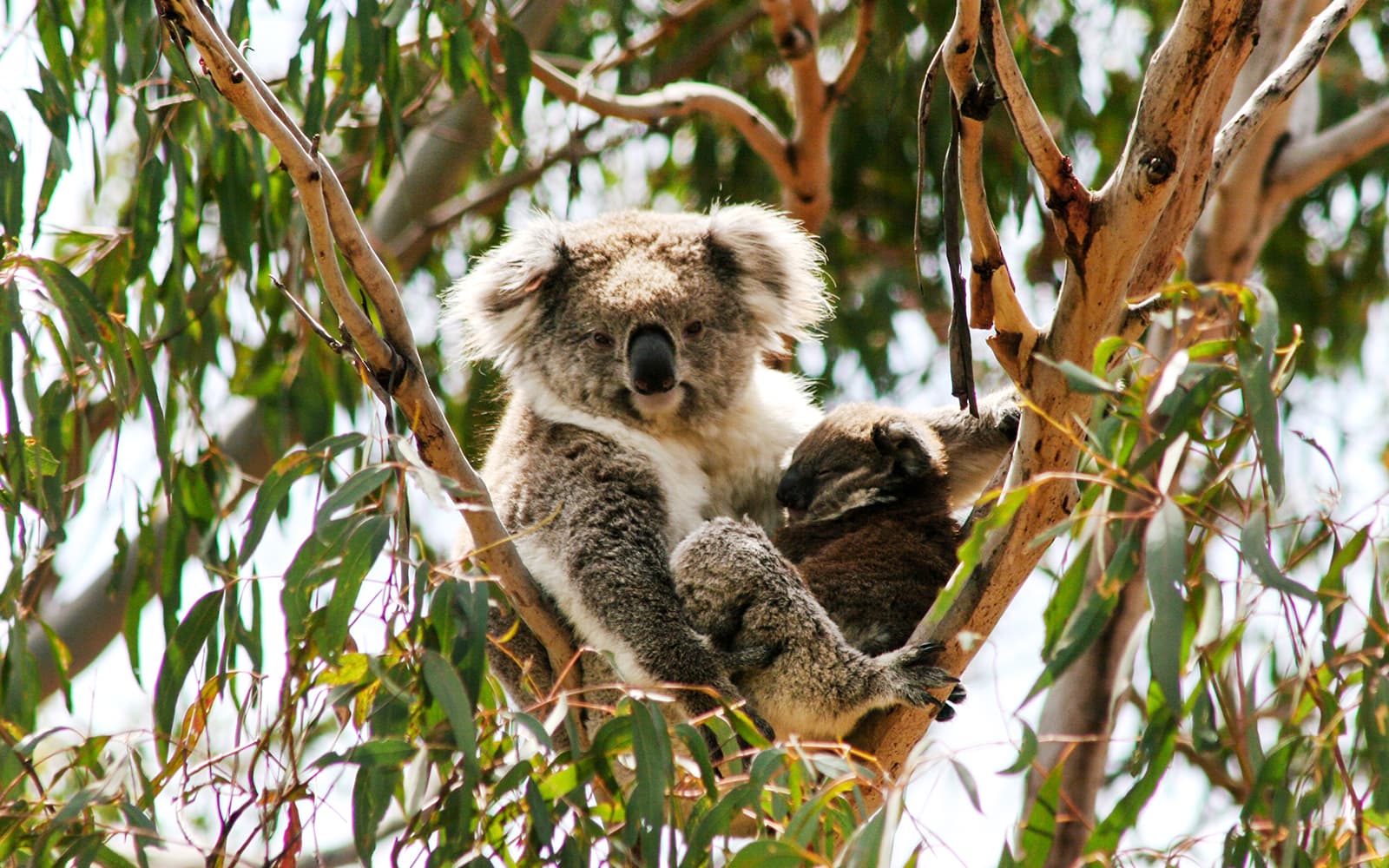Phillip Island Nature Parks Penguin Parade Tickets in Melbourne - Attractions | TickYourList